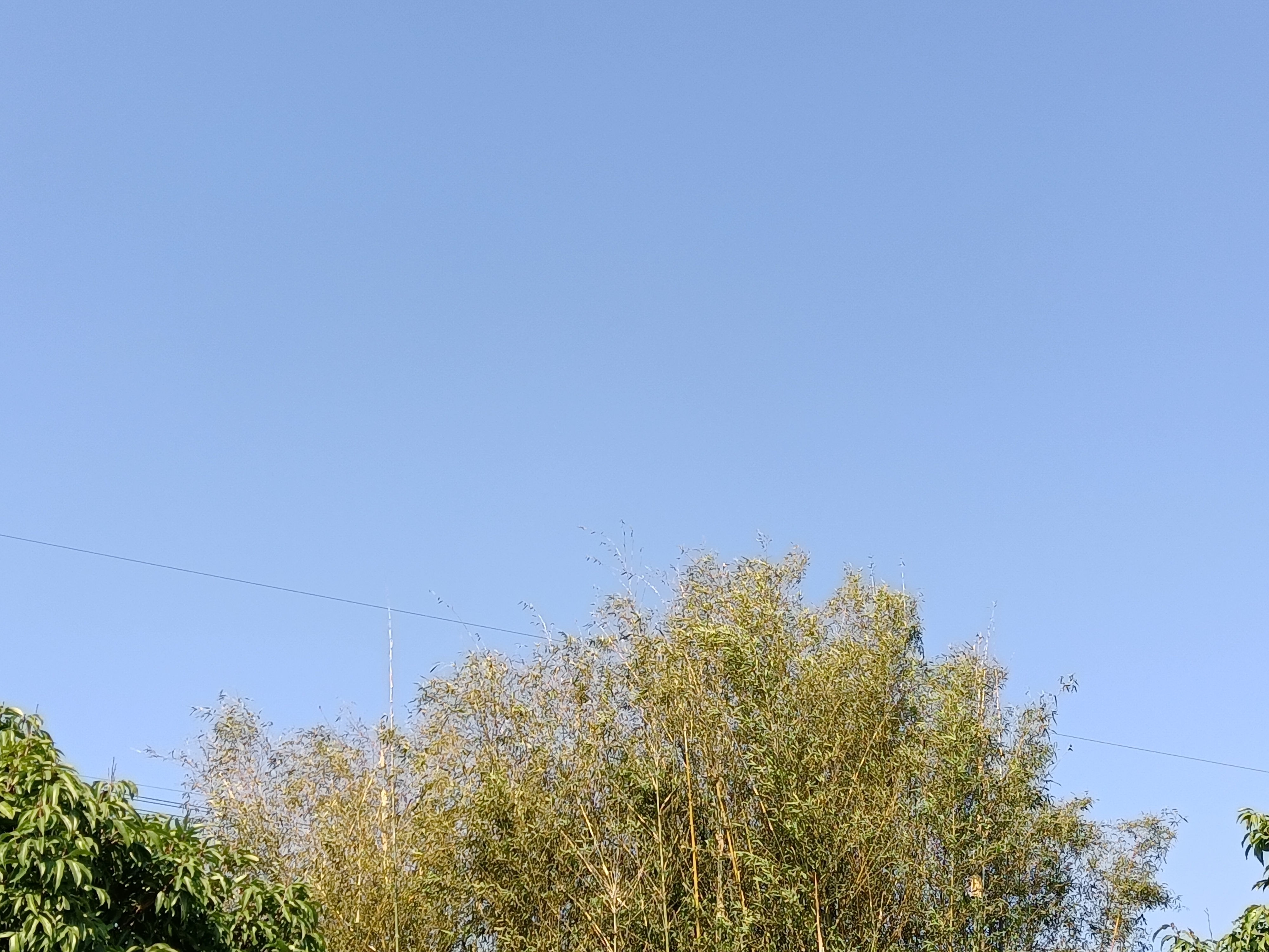 IMG_20210131_105346.jpg