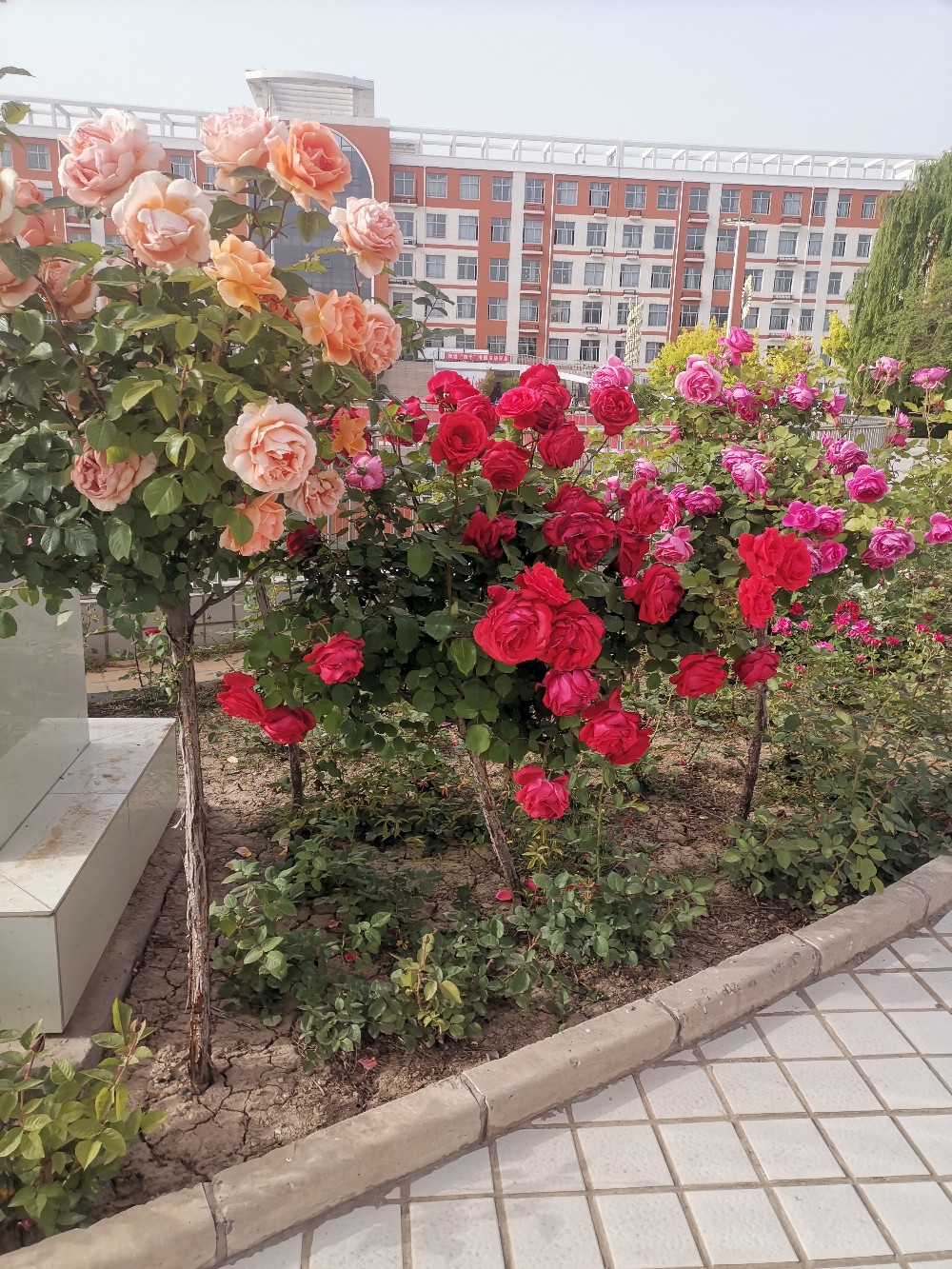 IMG_20210507_170134.jpg