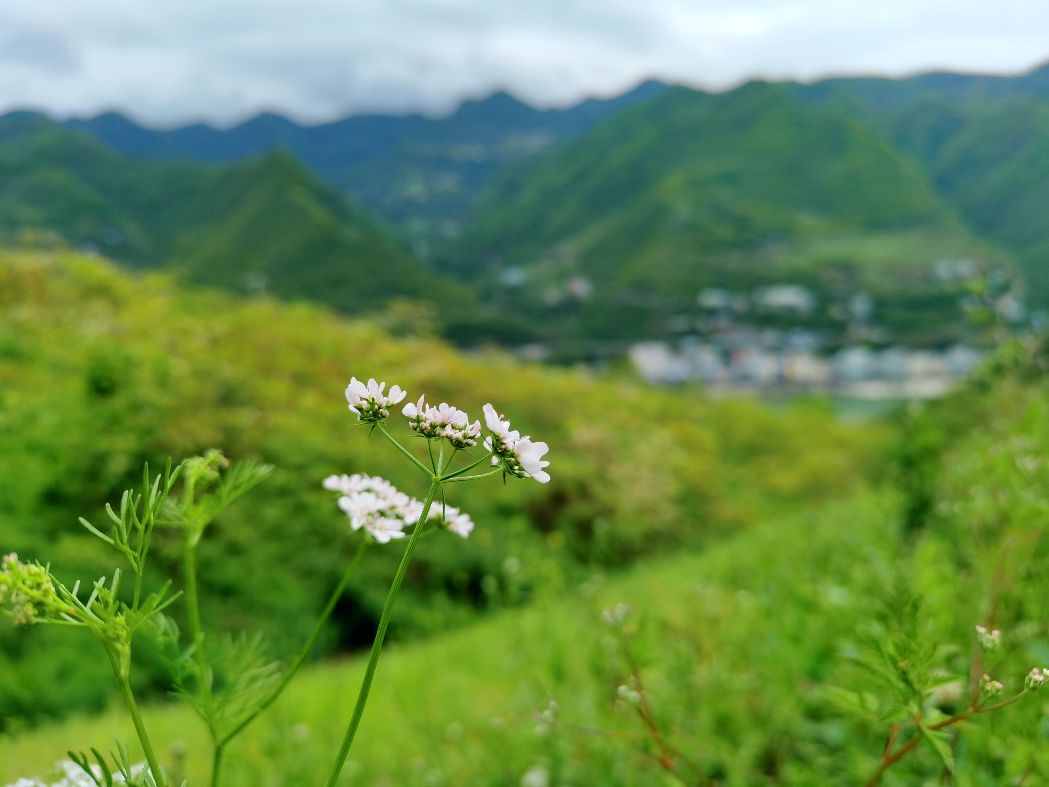 IMG_20210421_150119.jpg