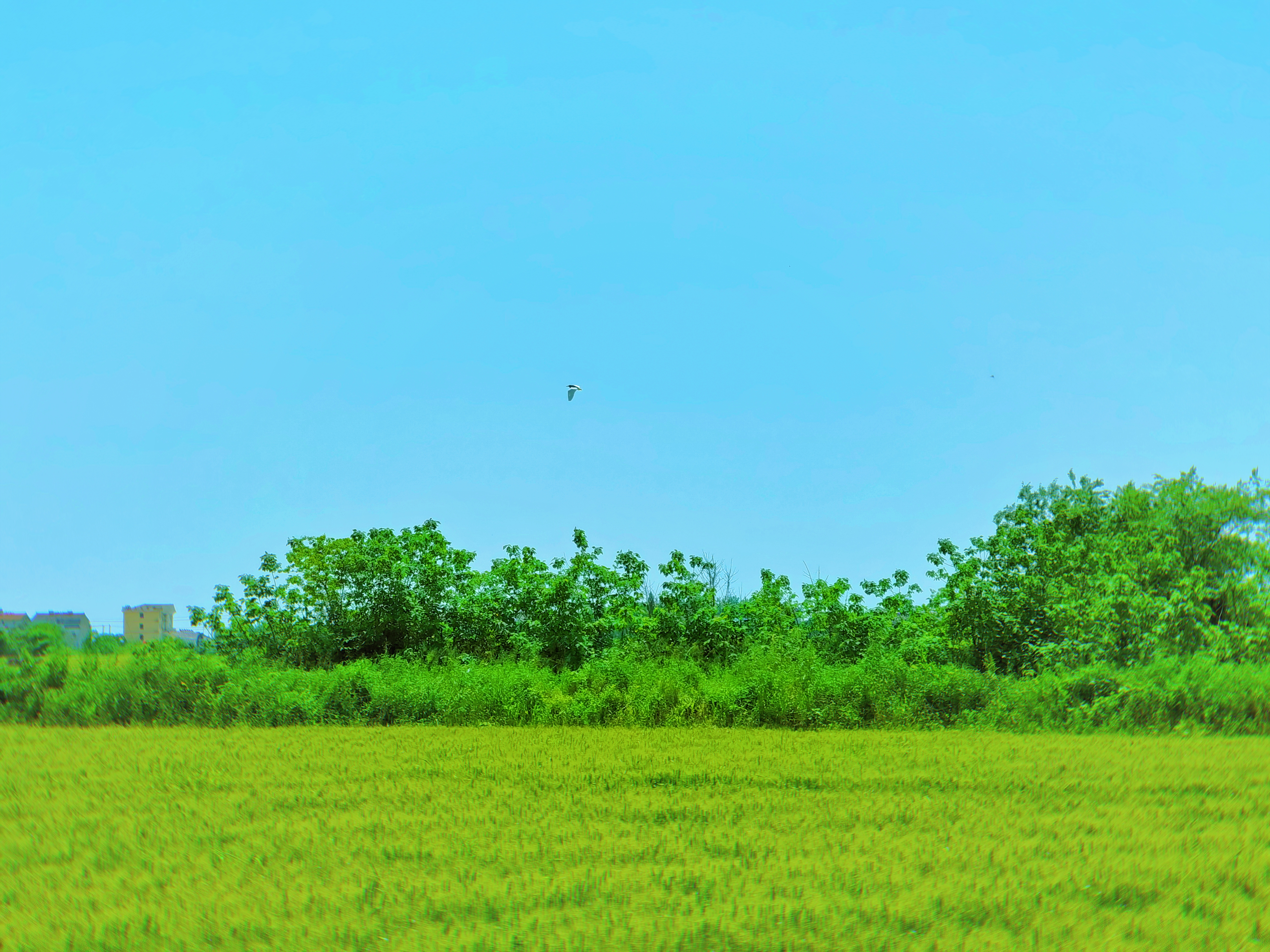 希望的田野-荣耀俱乐部