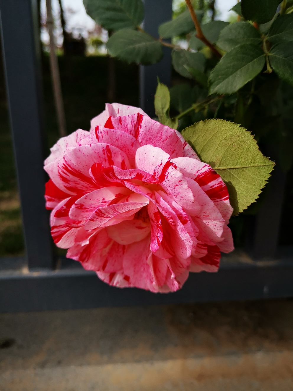 IMG_20210508_160143.jpg