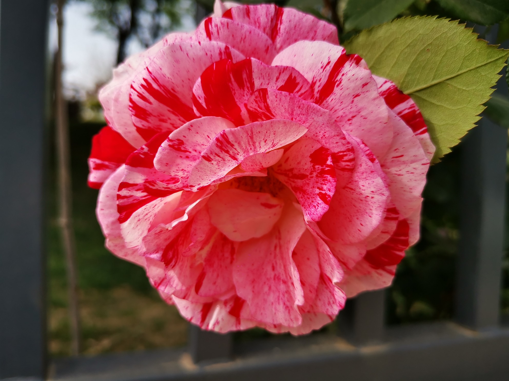 IMG_20210508_160138.jpg