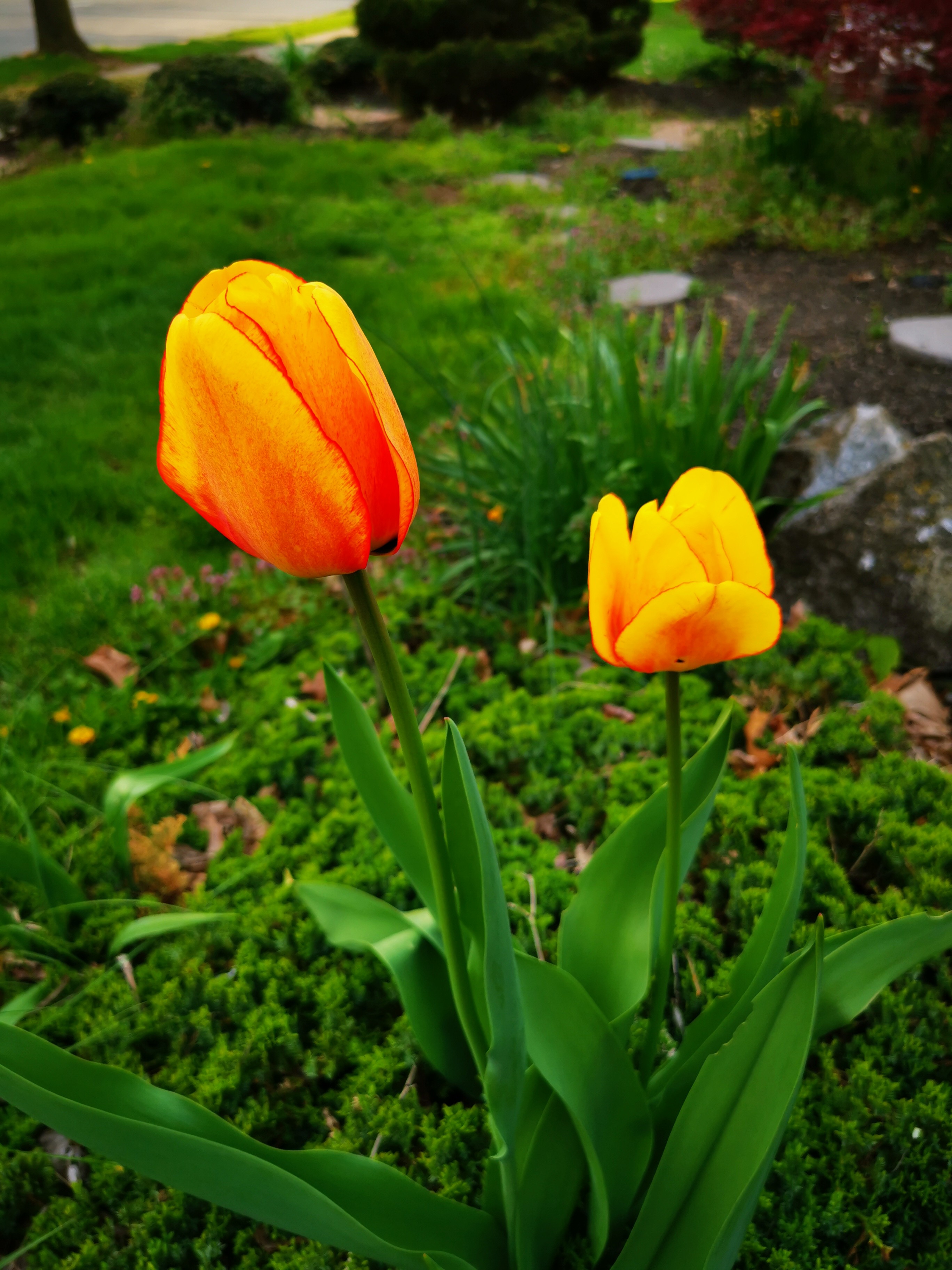 IMG_20210419_174814.jpg