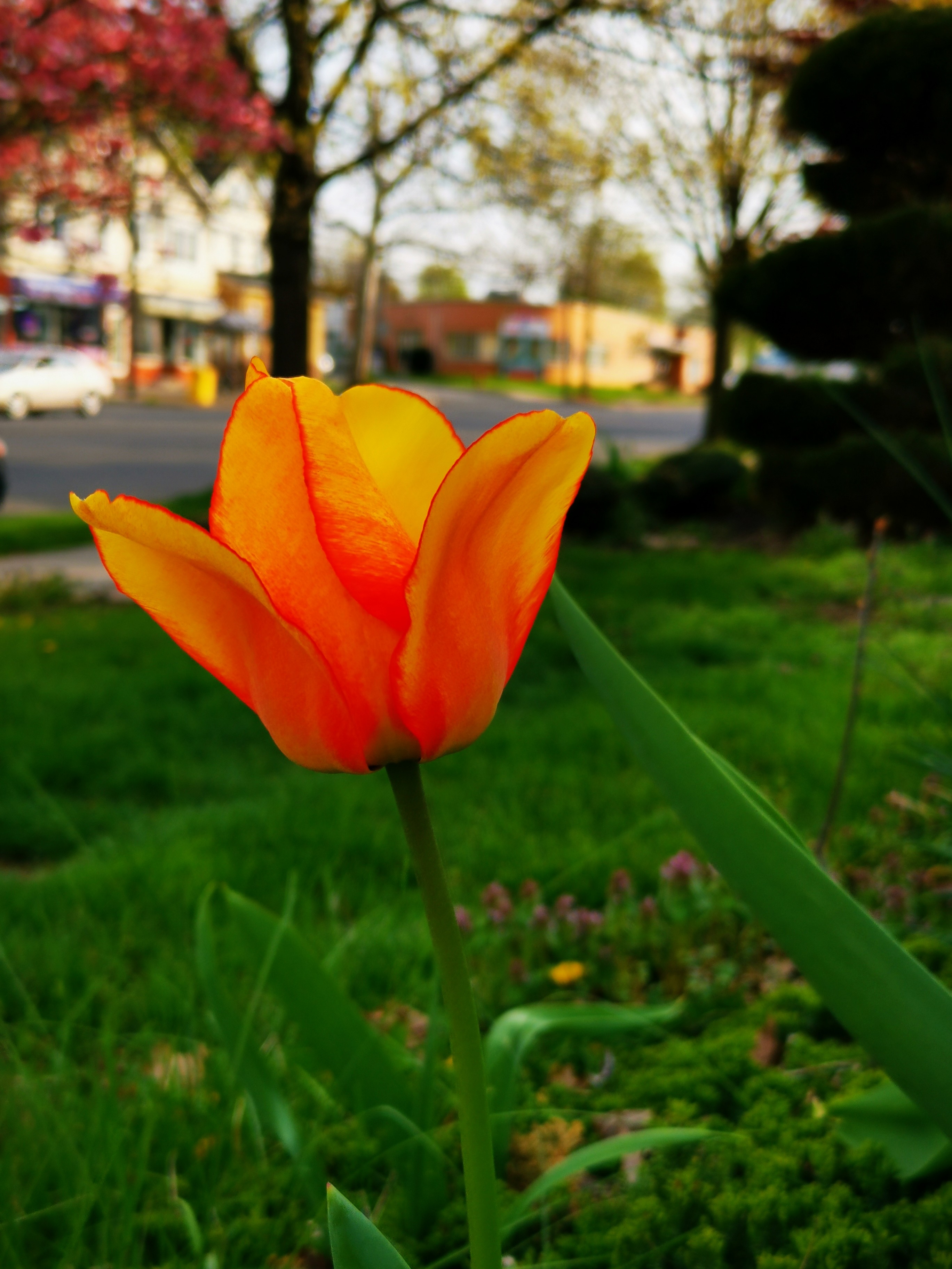 IMG_20210419_174615.jpg