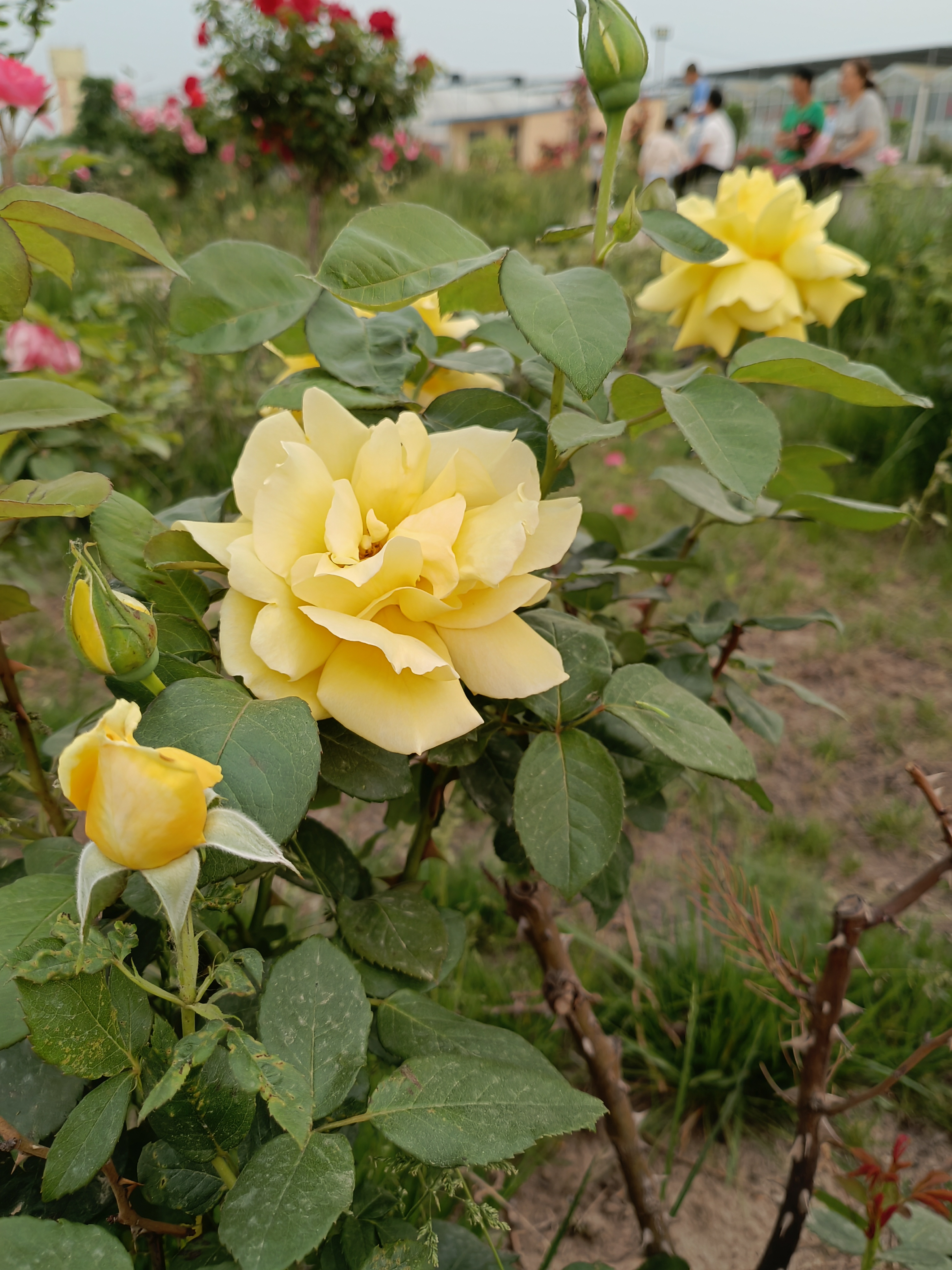 IMG_20210510_184816.jpg