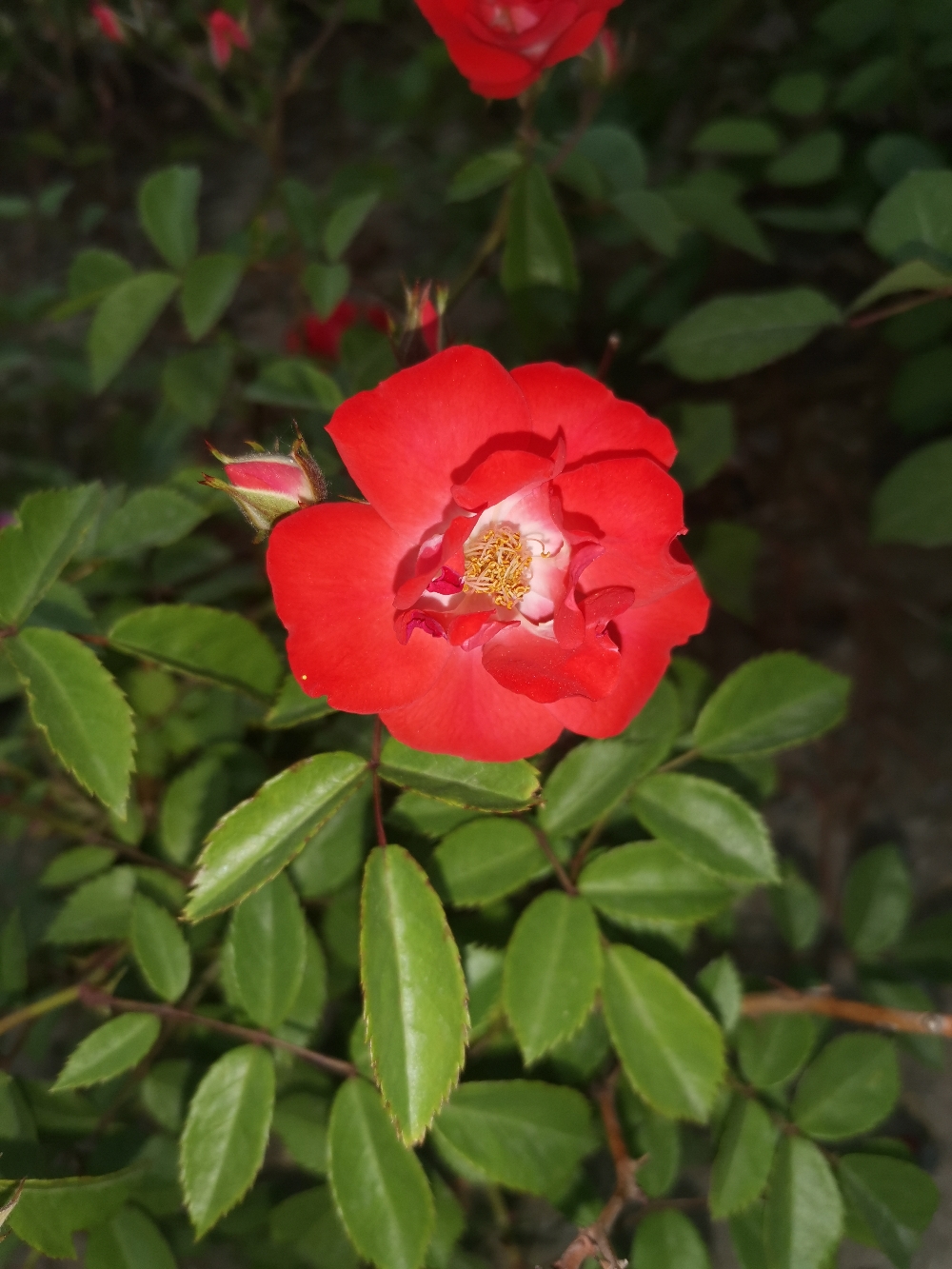IMG_20210513_055616.jpg