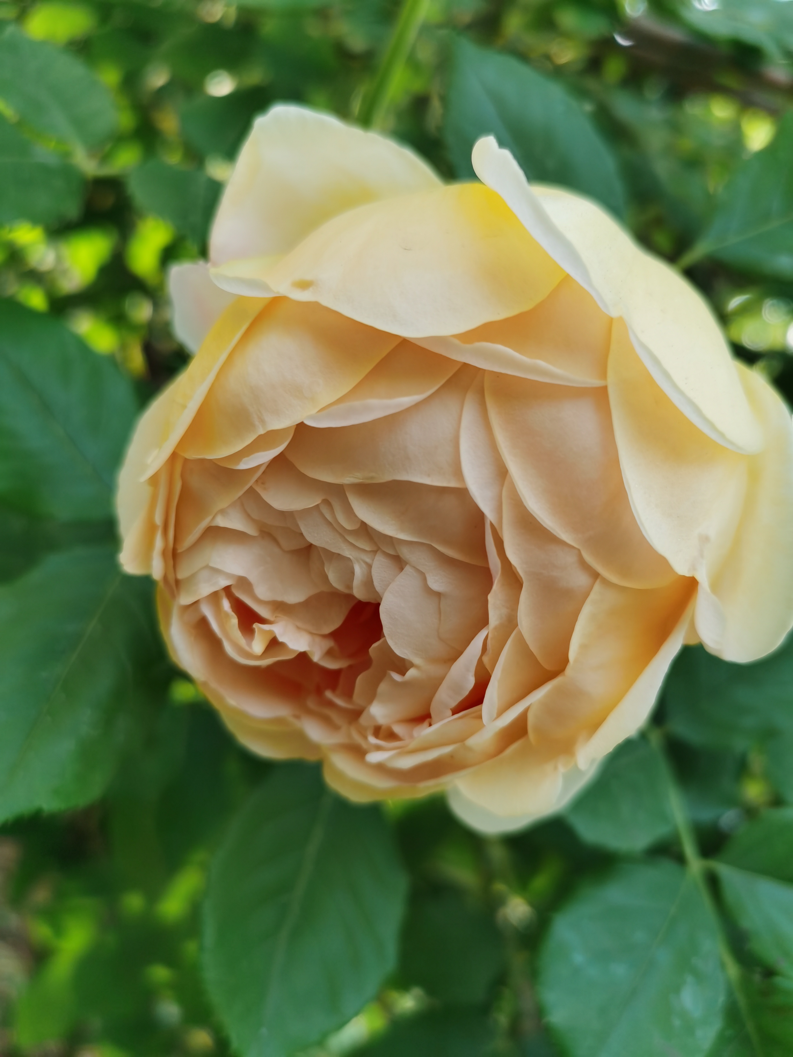 IMG_20210512_172355.jpg