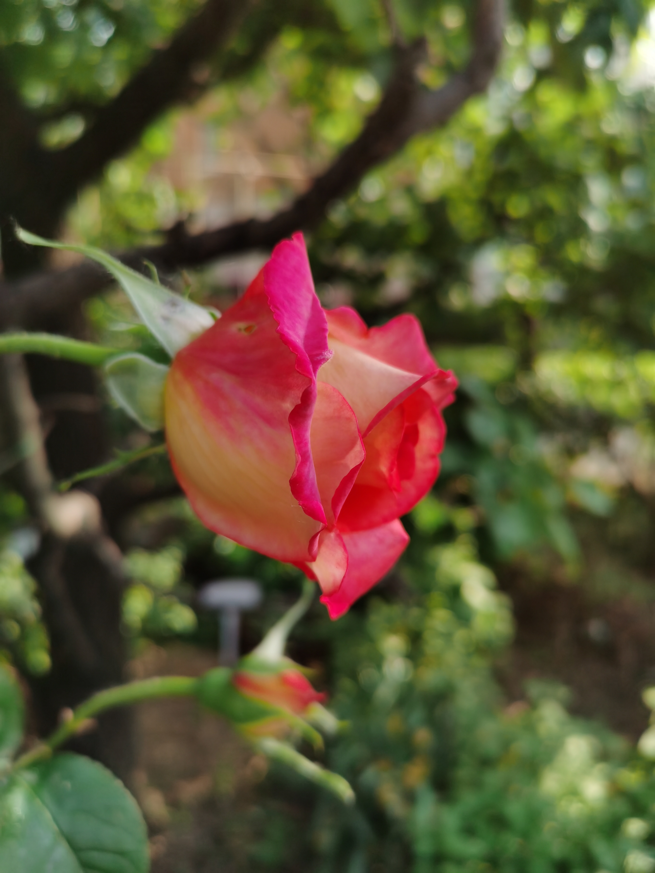 IMG_20210512_172322.jpg