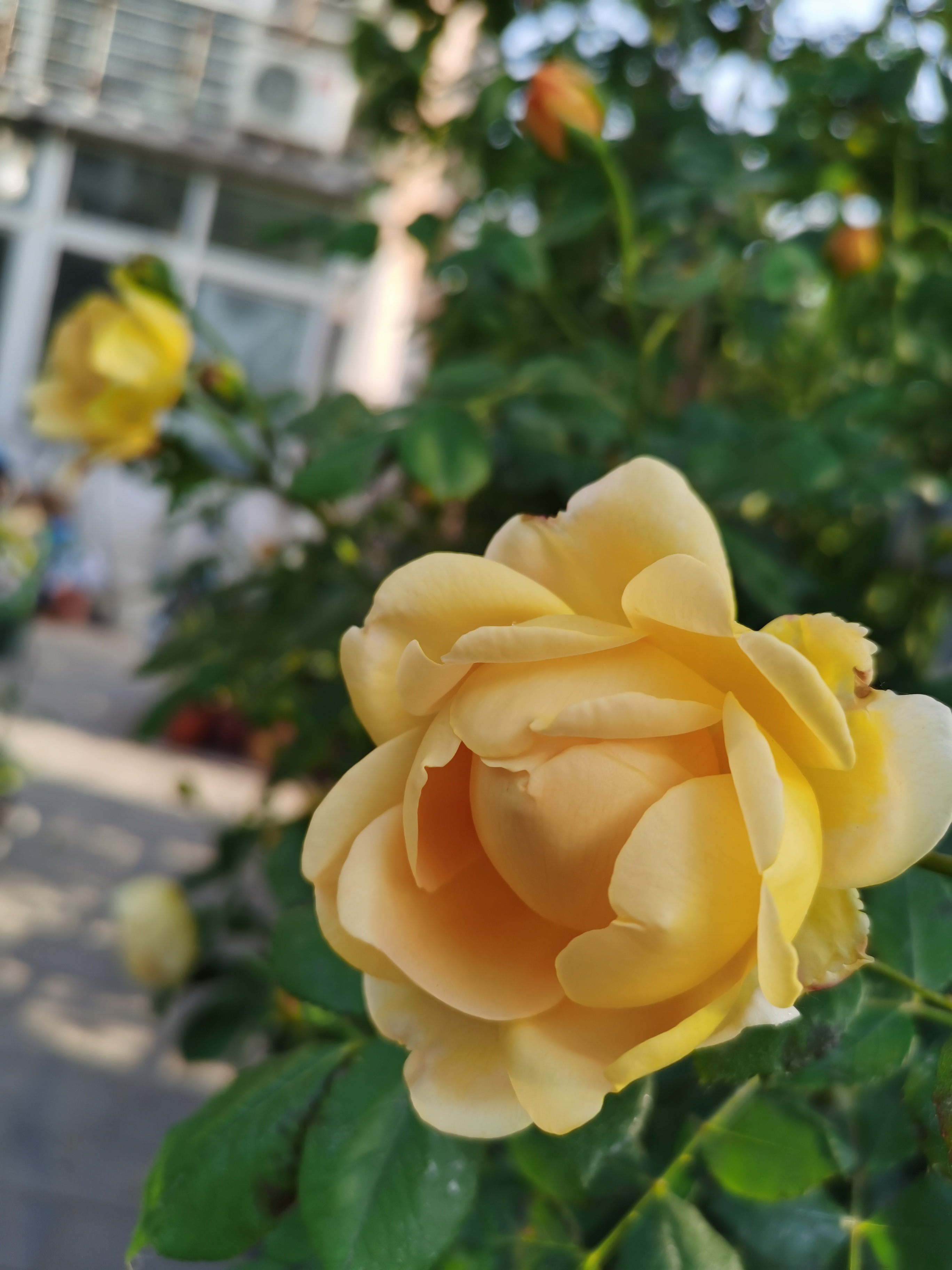 IMG_20210512_172343.jpg