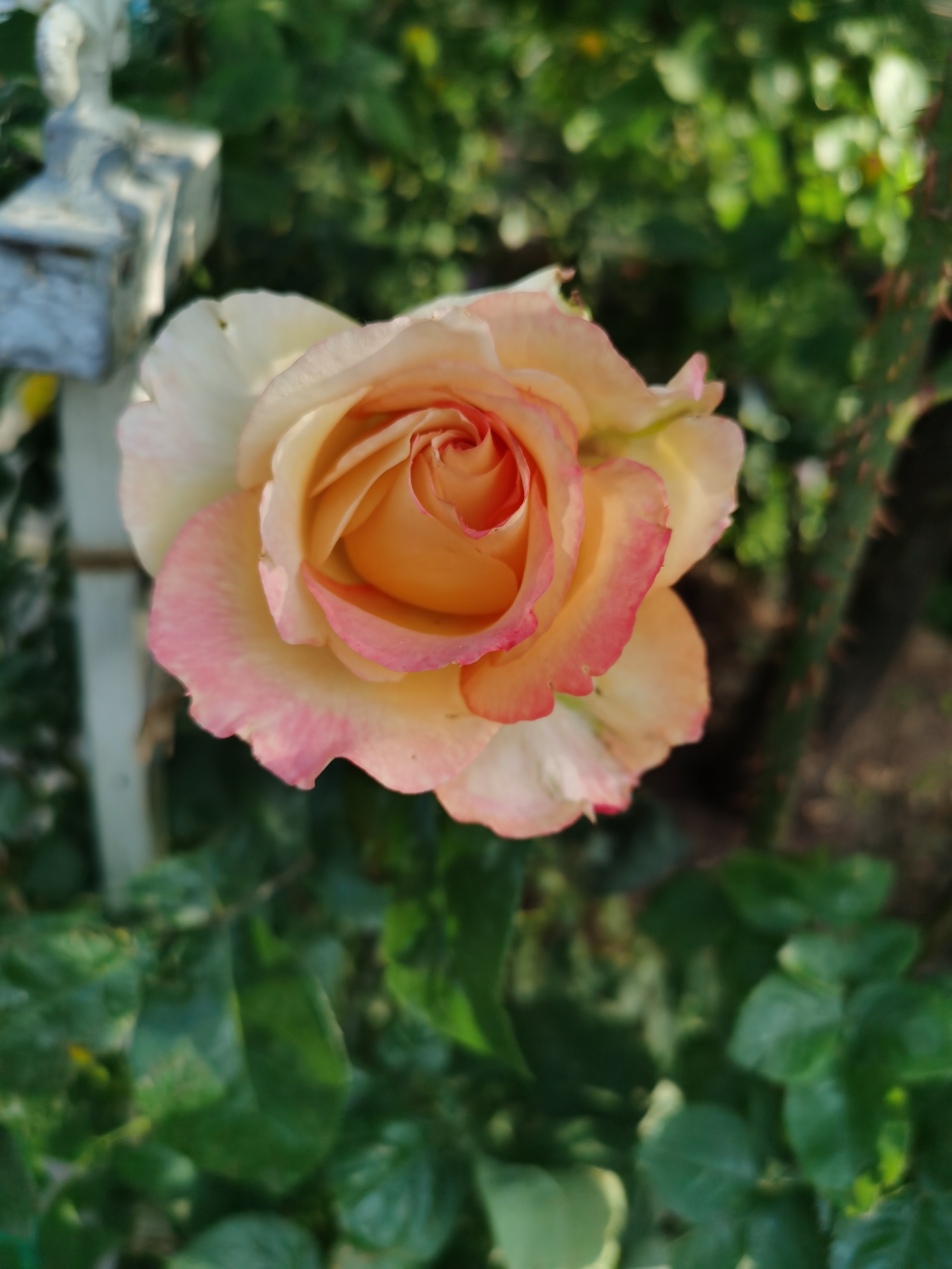 IMG_20210512_172330.jpg