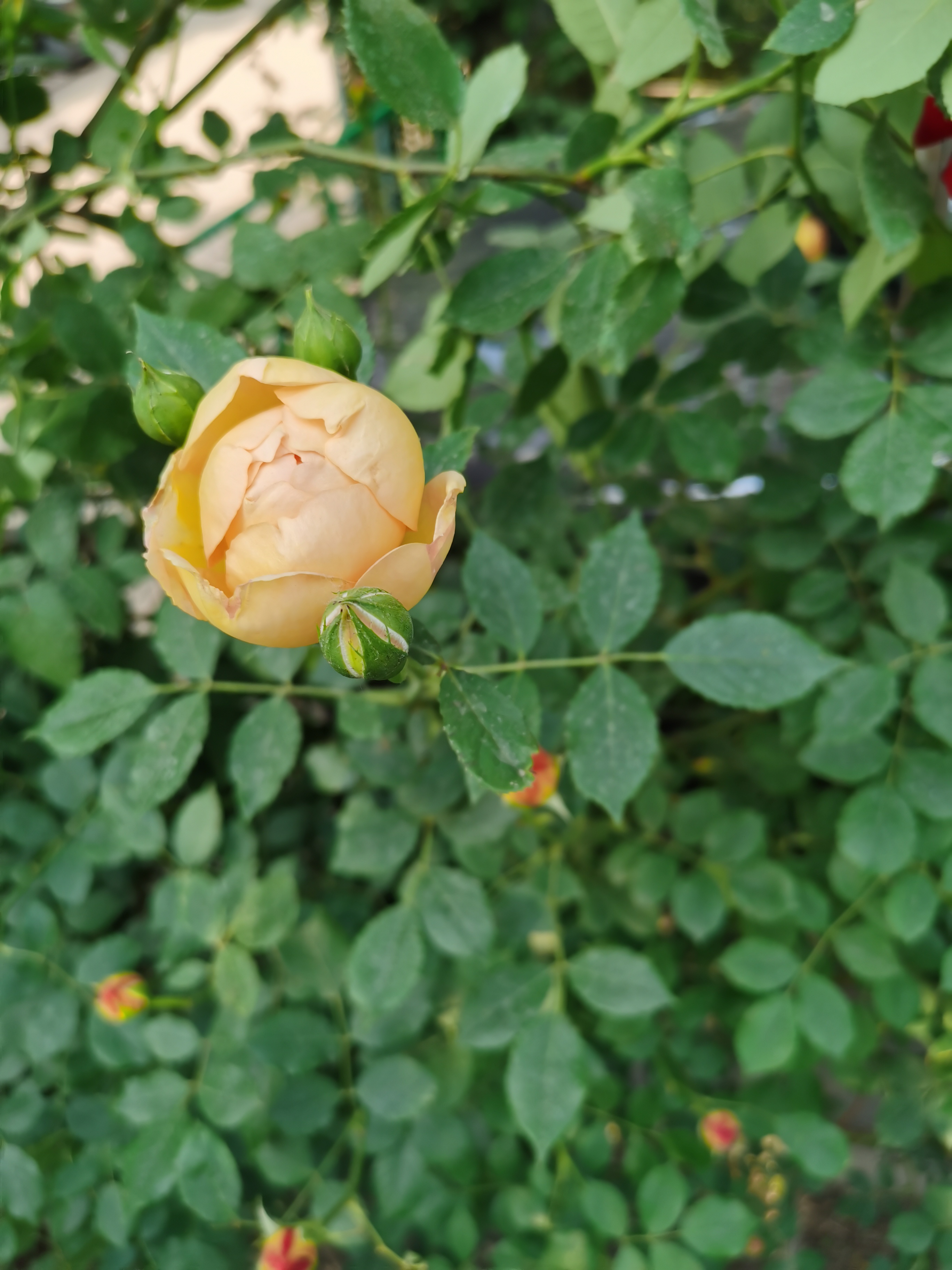 IMG_20210512_172516.jpg