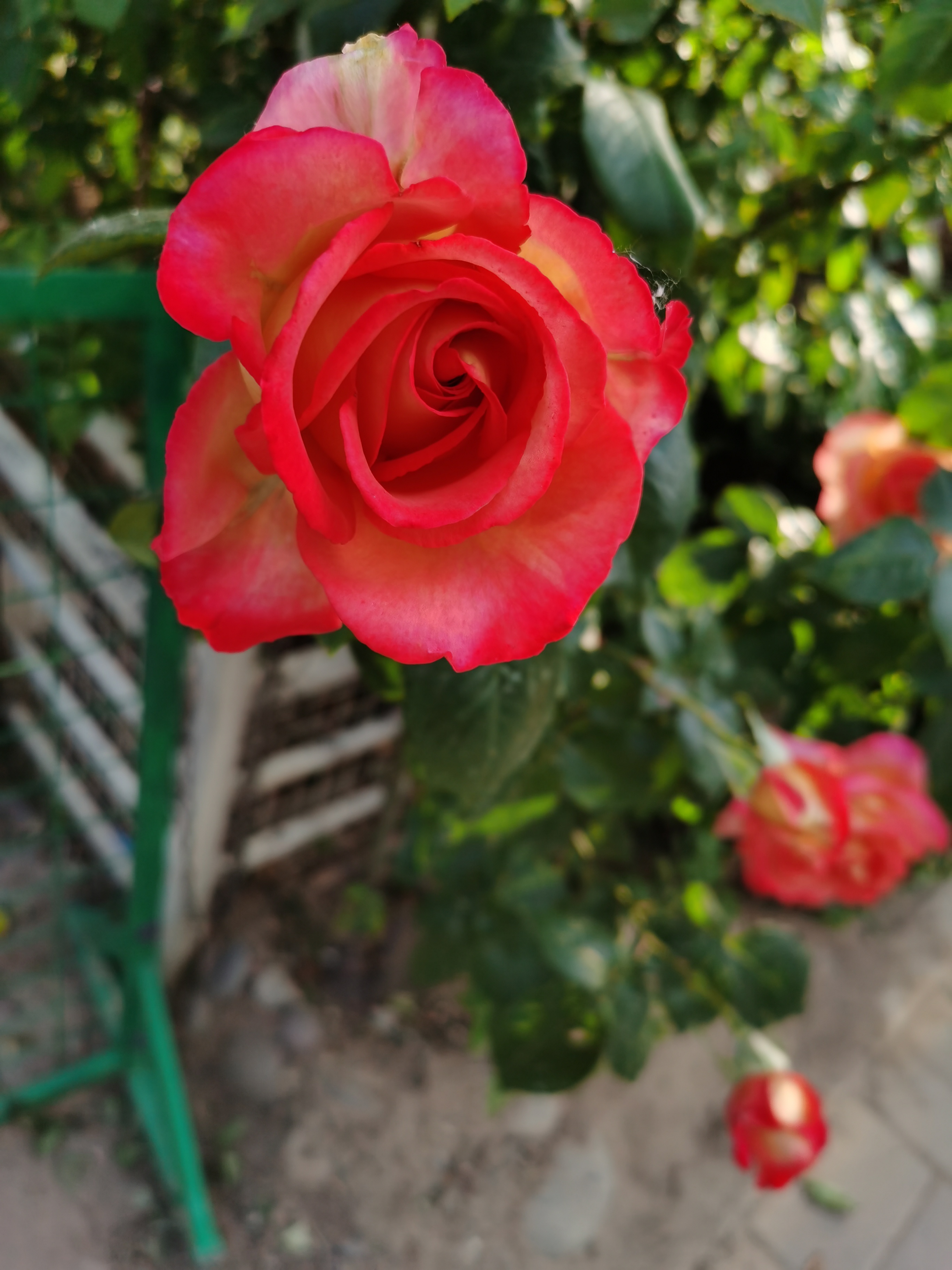 IMG_20210512_172233.jpg