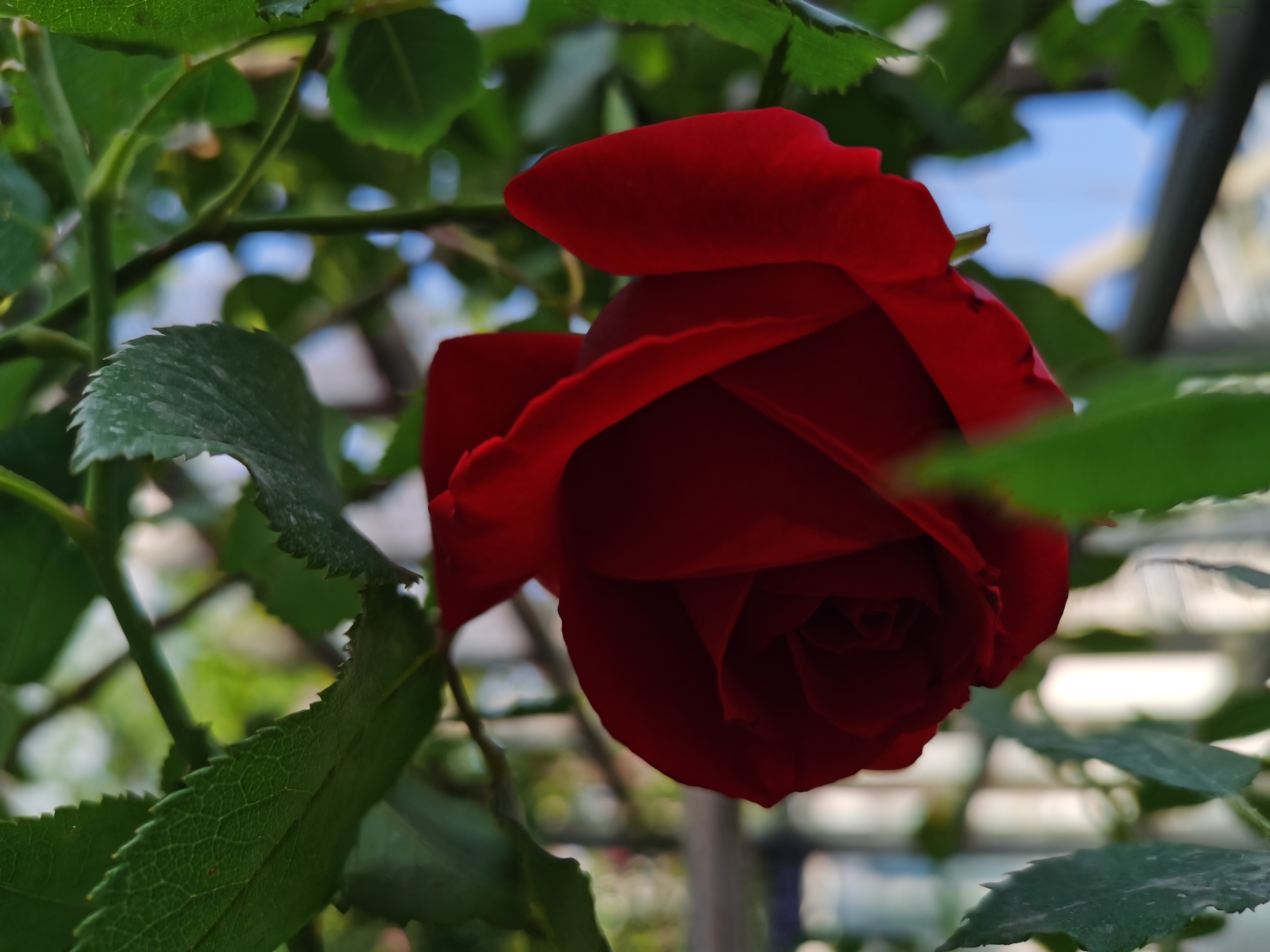 IMG_20210512_172508.jpg