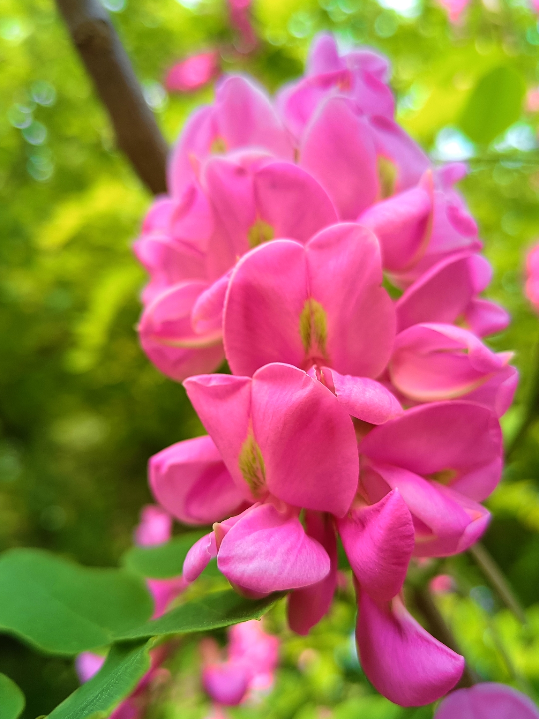 IMG_20210512_161706.jpg