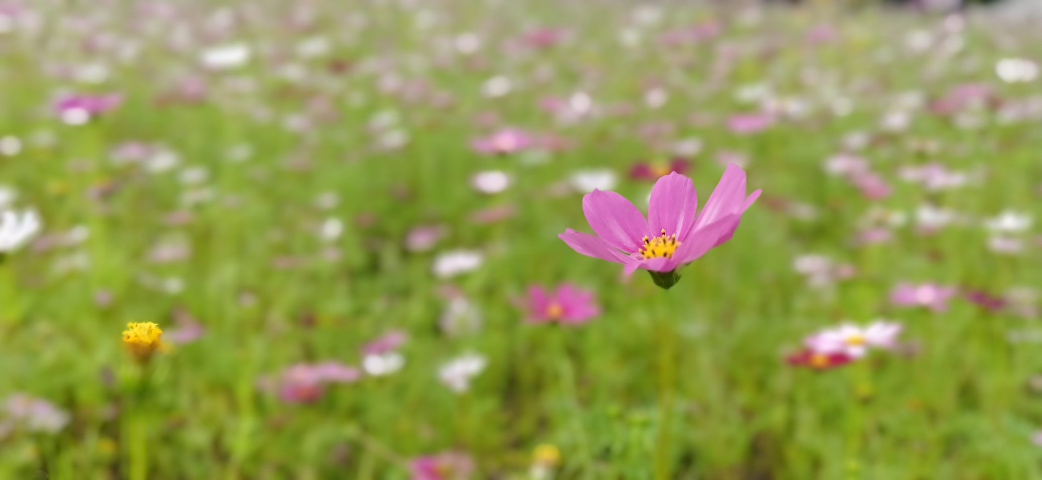 IMG_20210504_172534.jpg