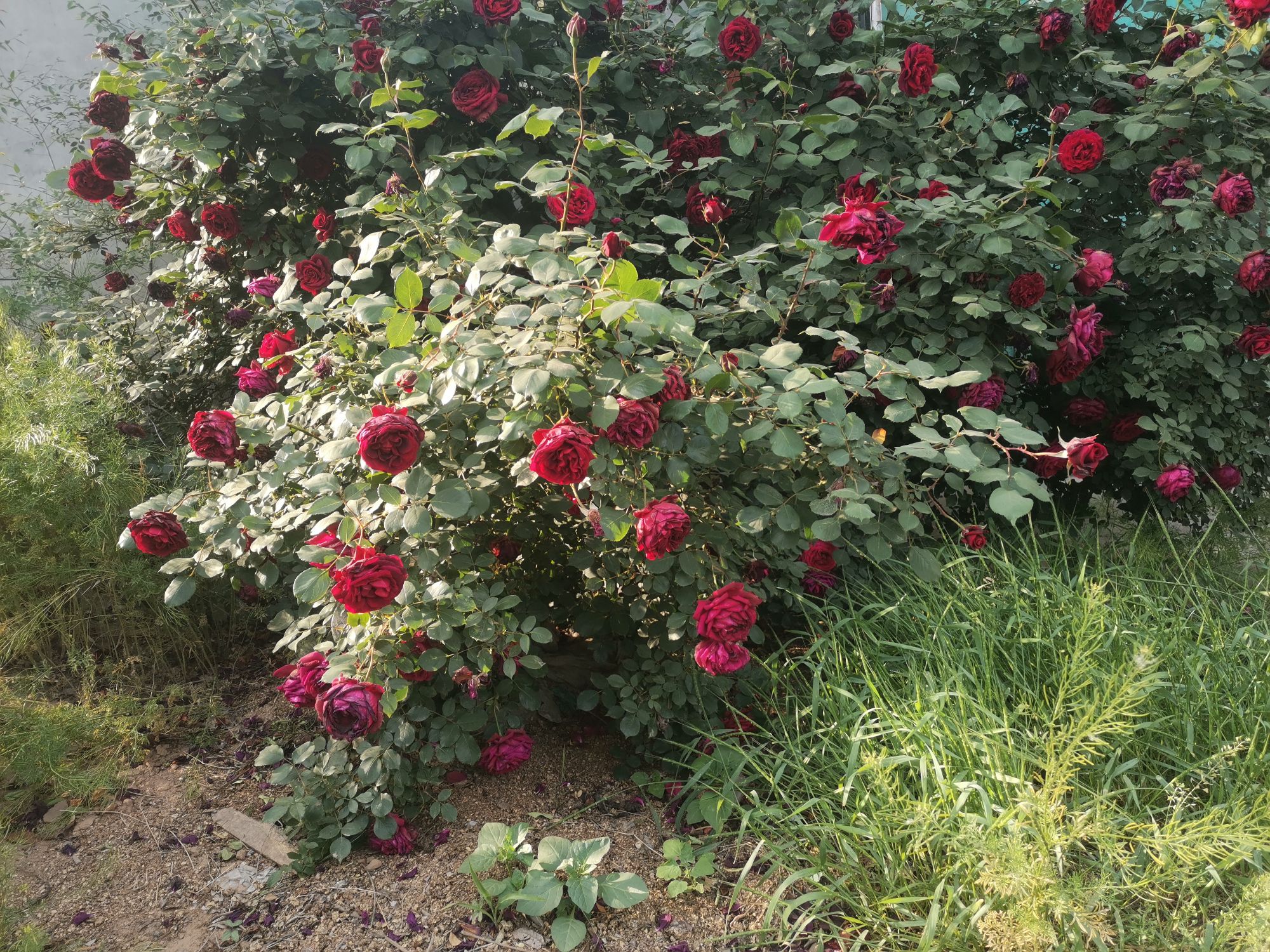IMG_20210501_165505.jpg