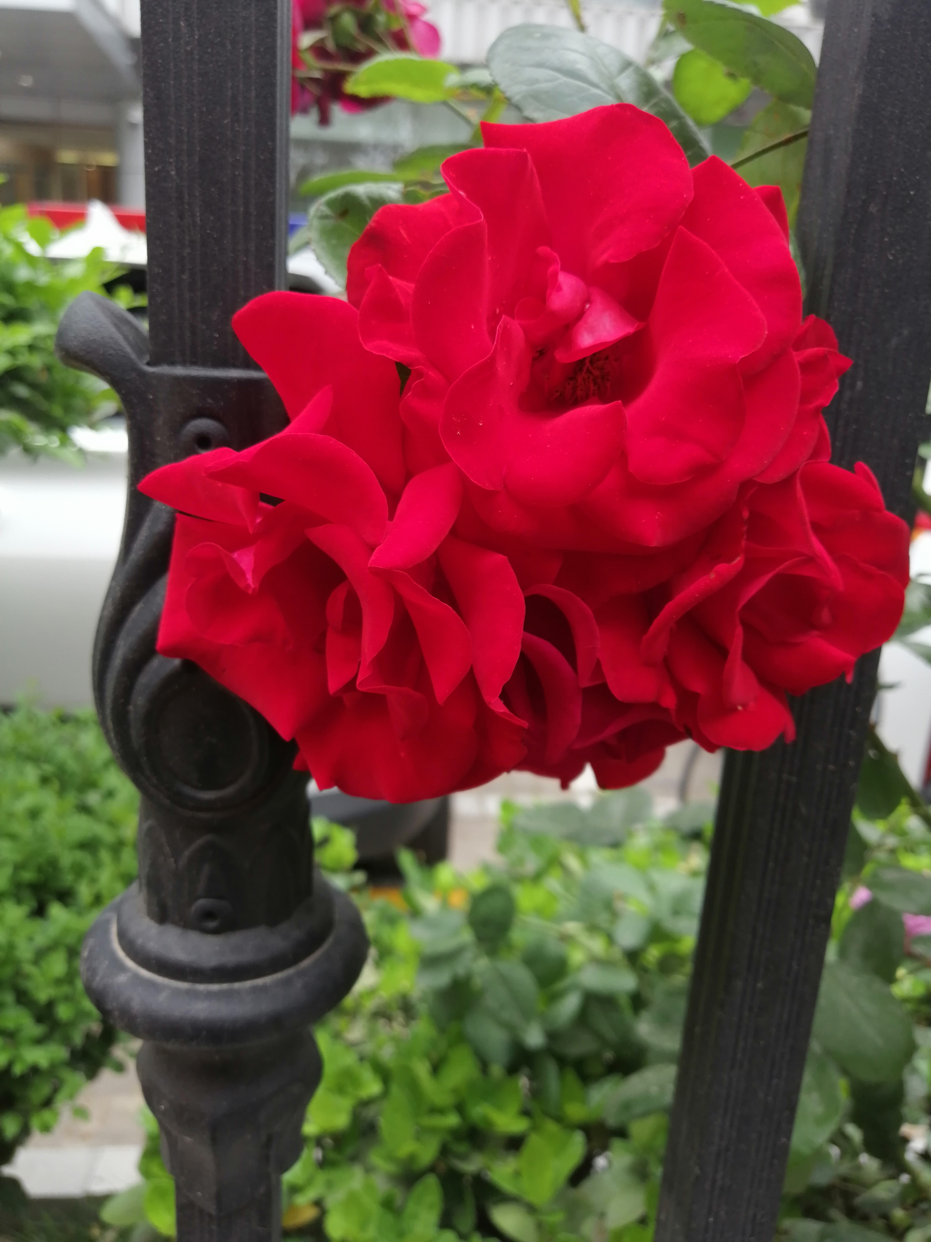 IMG_20210514_102756.jpg