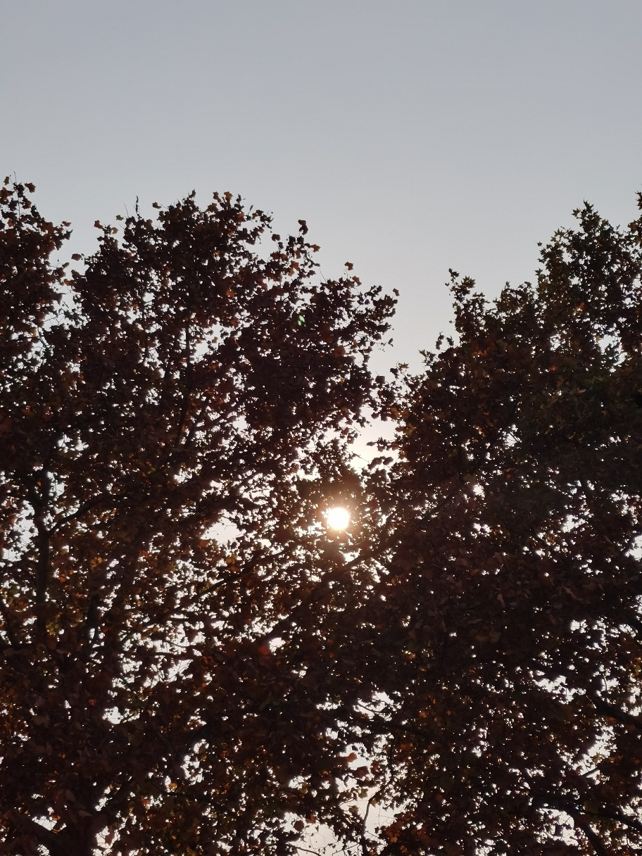 IMG_20201116_141742.jpg