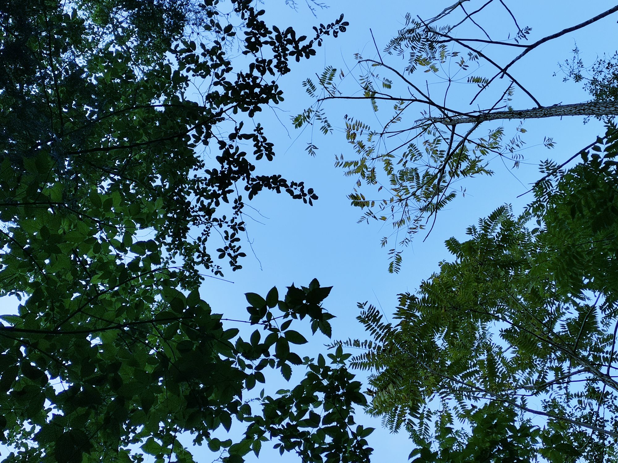 IMG_20210426_191716_mix01.jpg