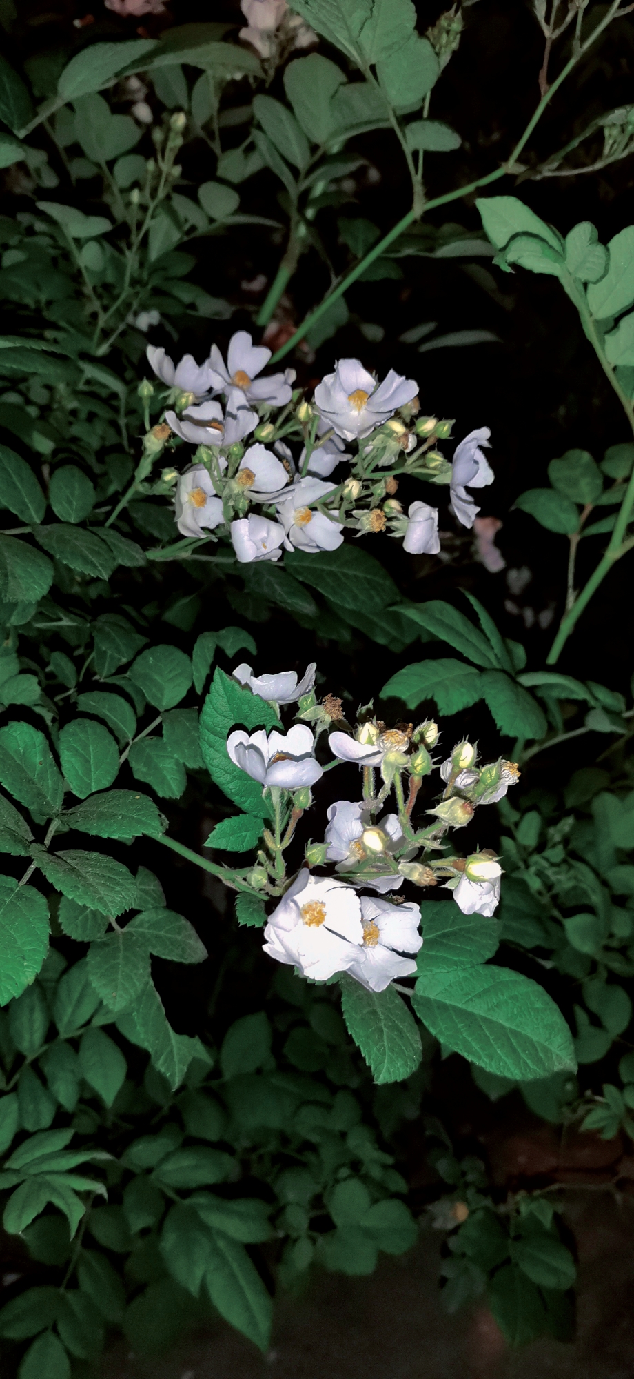 retouch_2021050207502601.jpg