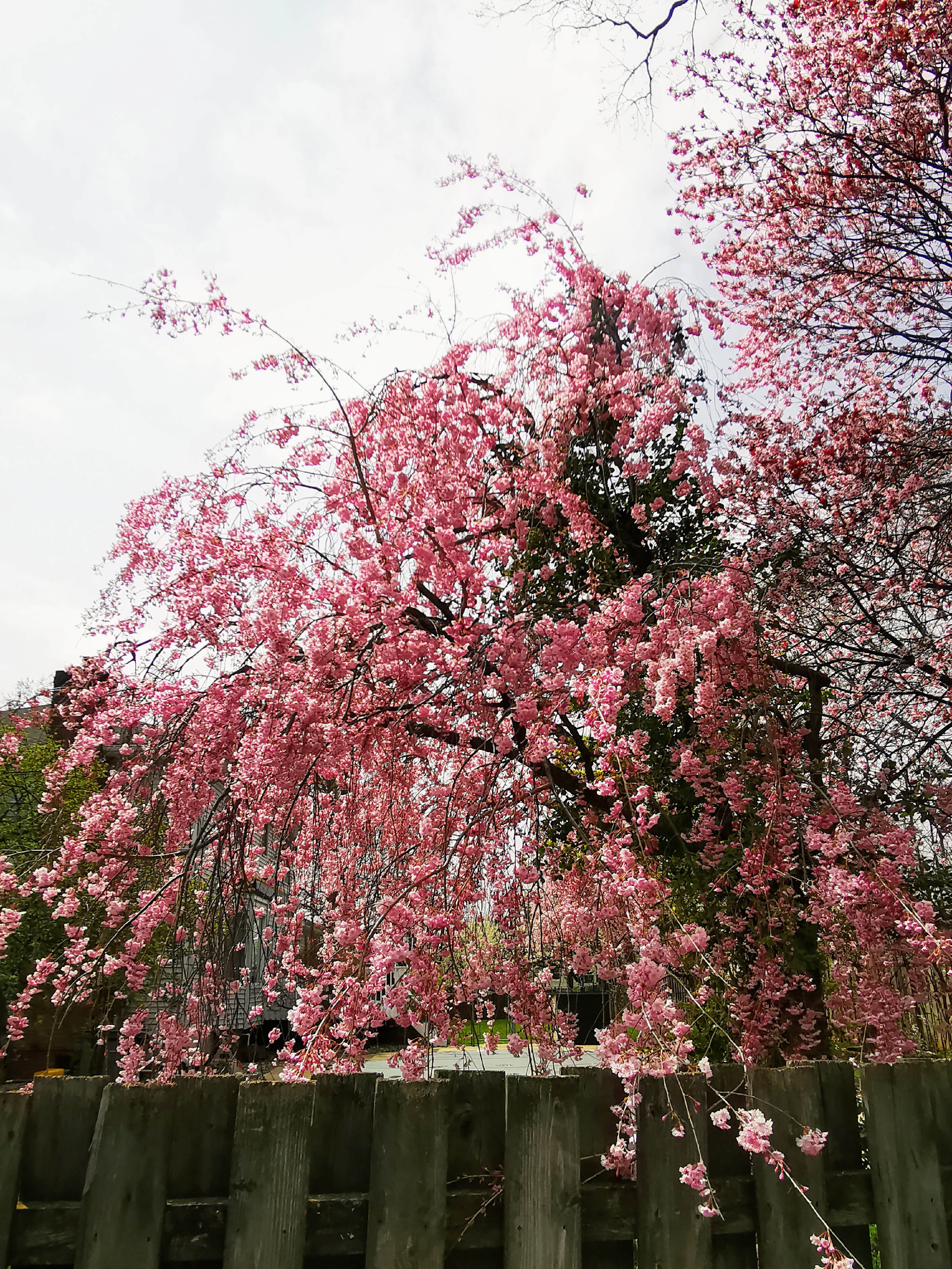 IMG_20210410_140314.jpg