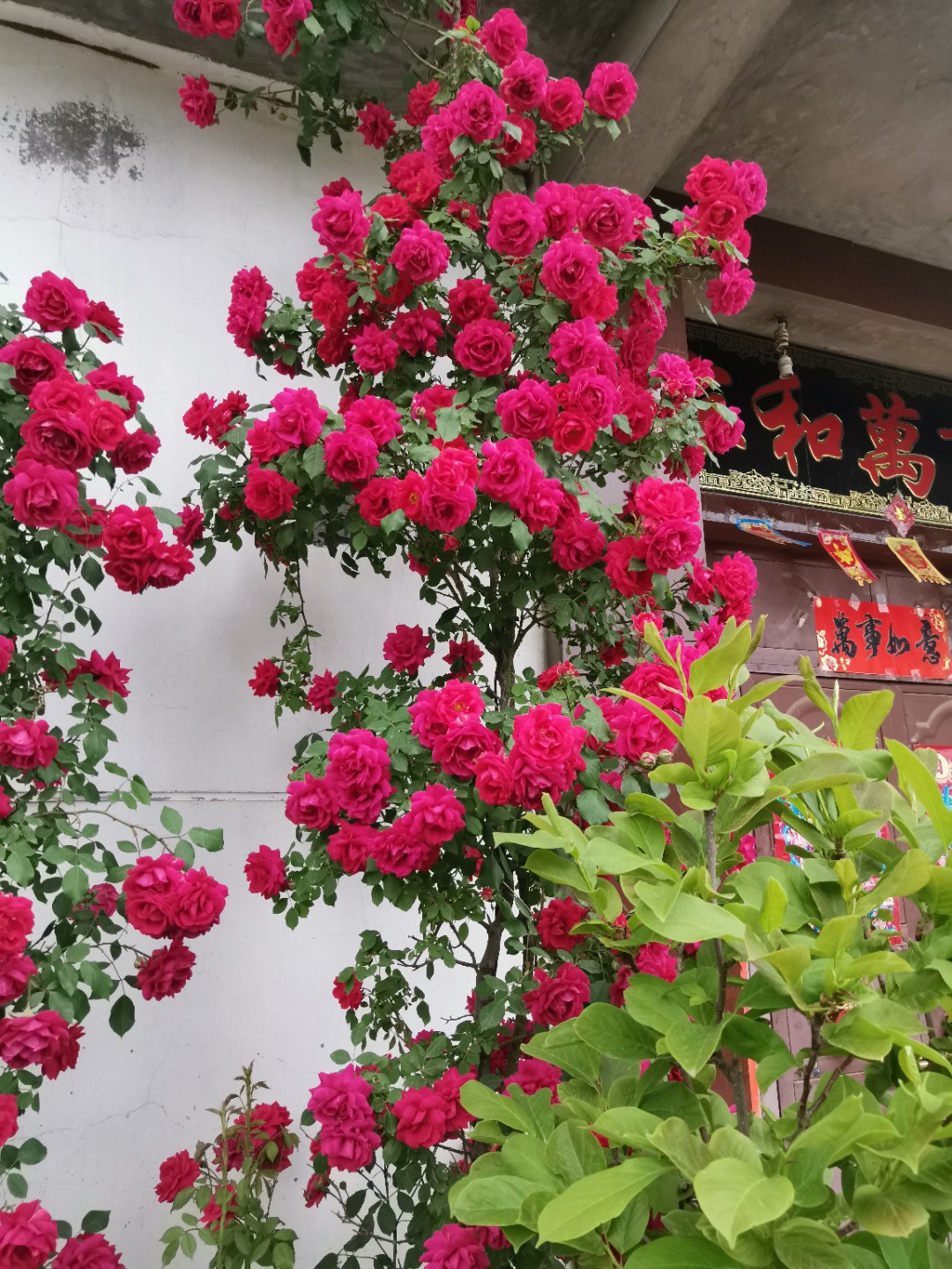 IMG_20210515_132445.jpg