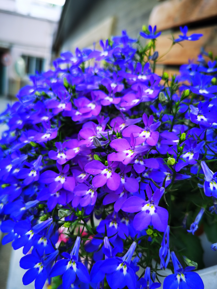 IMG_20210516_172038.jpg