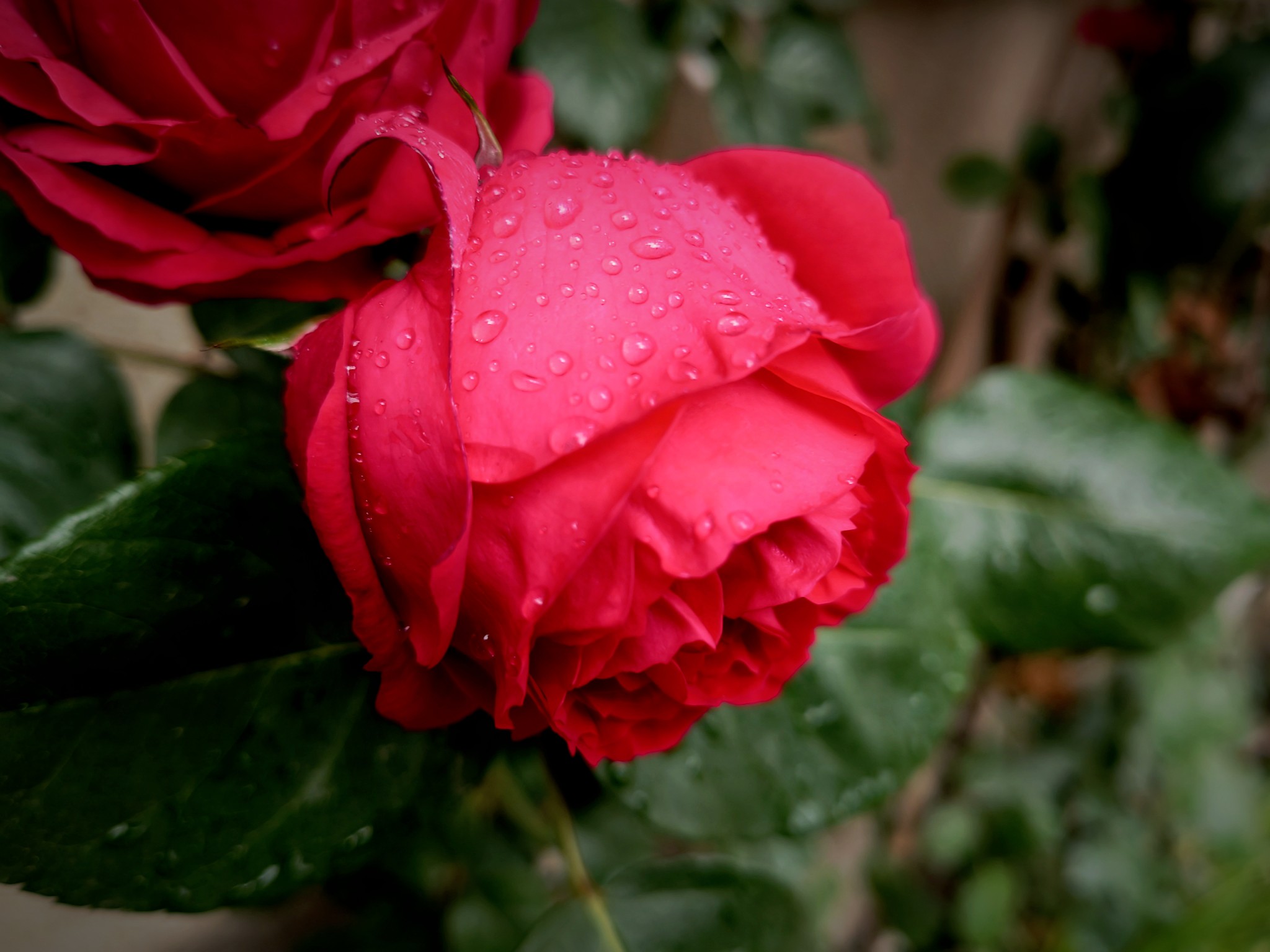 IMG_20210427_072649.jpg