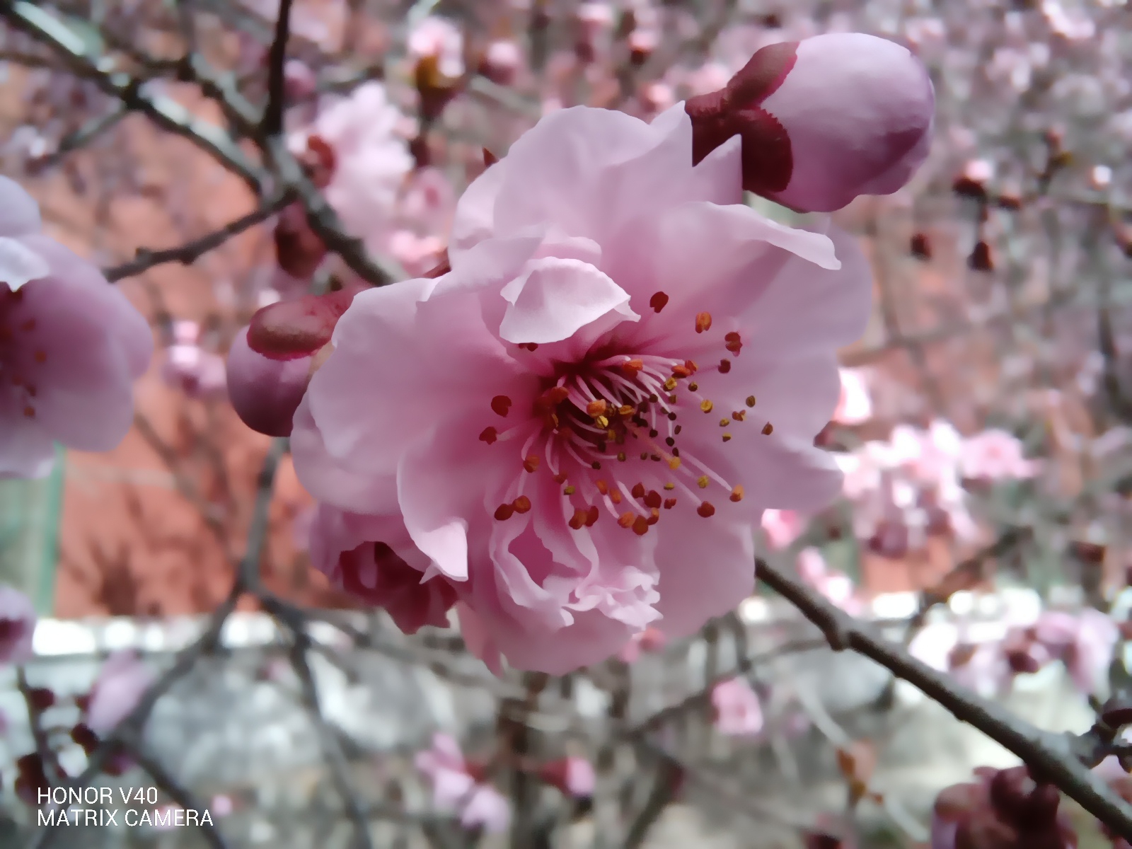 IMG_20210327_135946.jpg