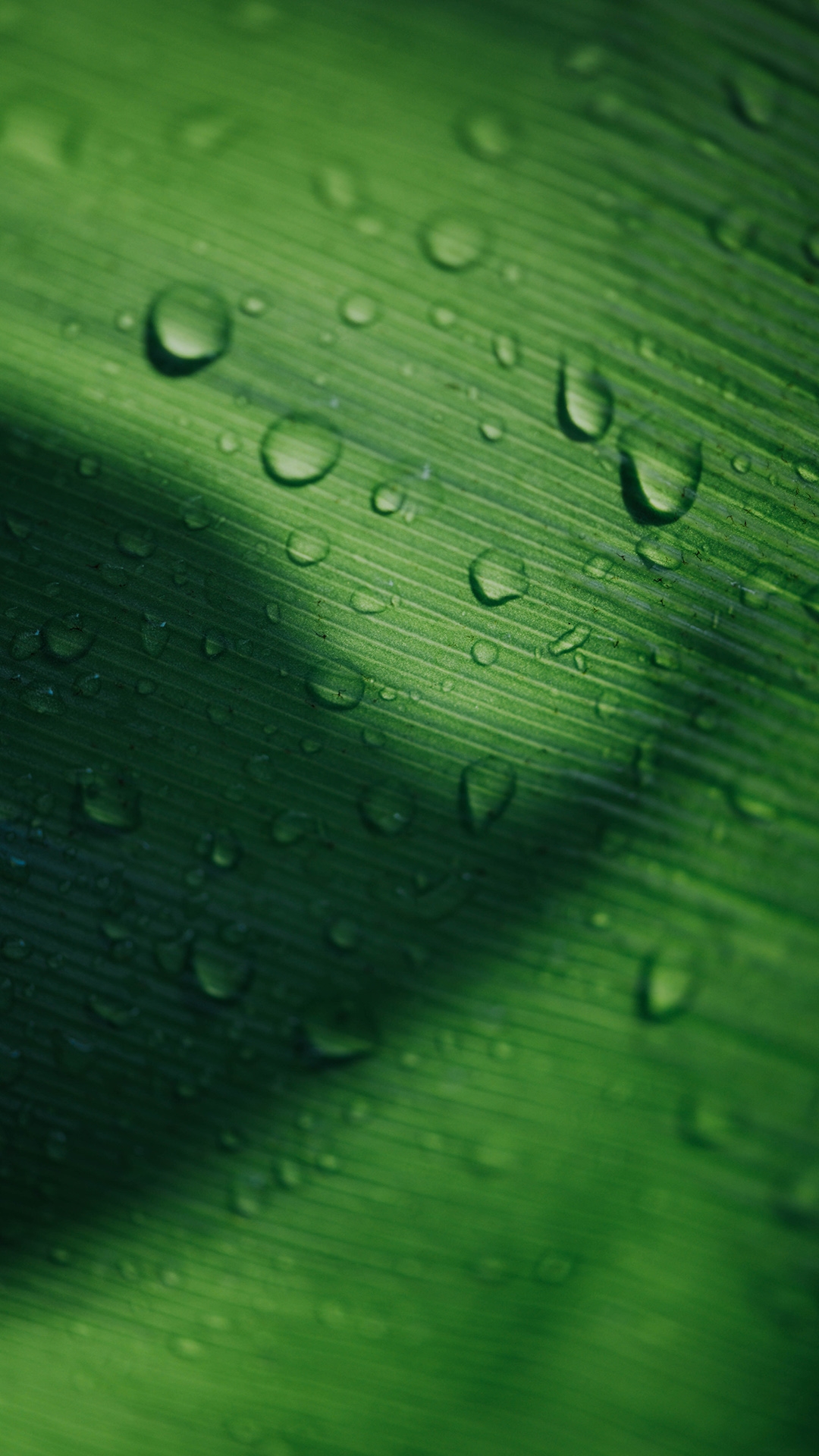 qk_wallpaper_20215171399.jpg