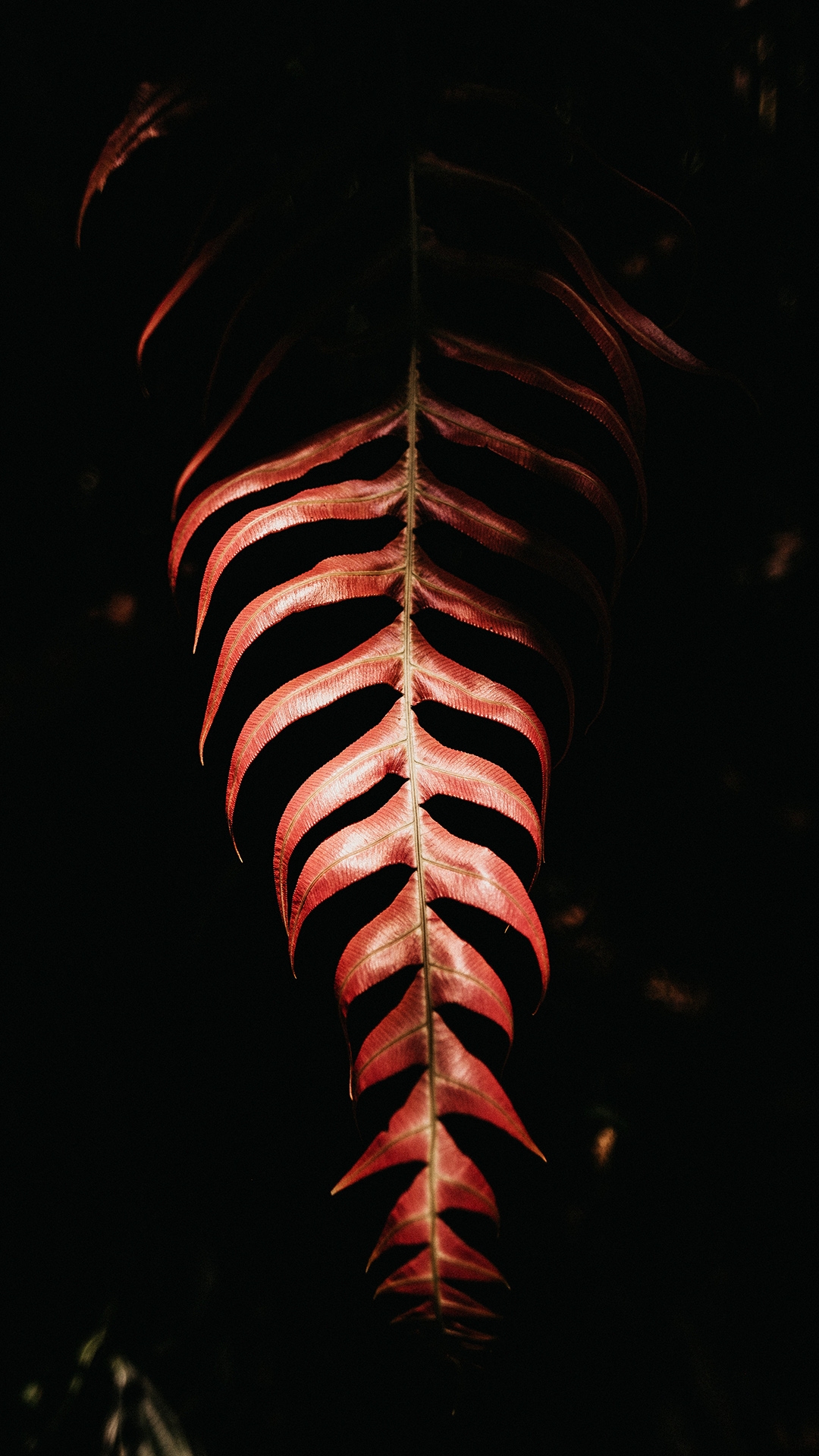 qk_wallpaper_202151713842.jpg