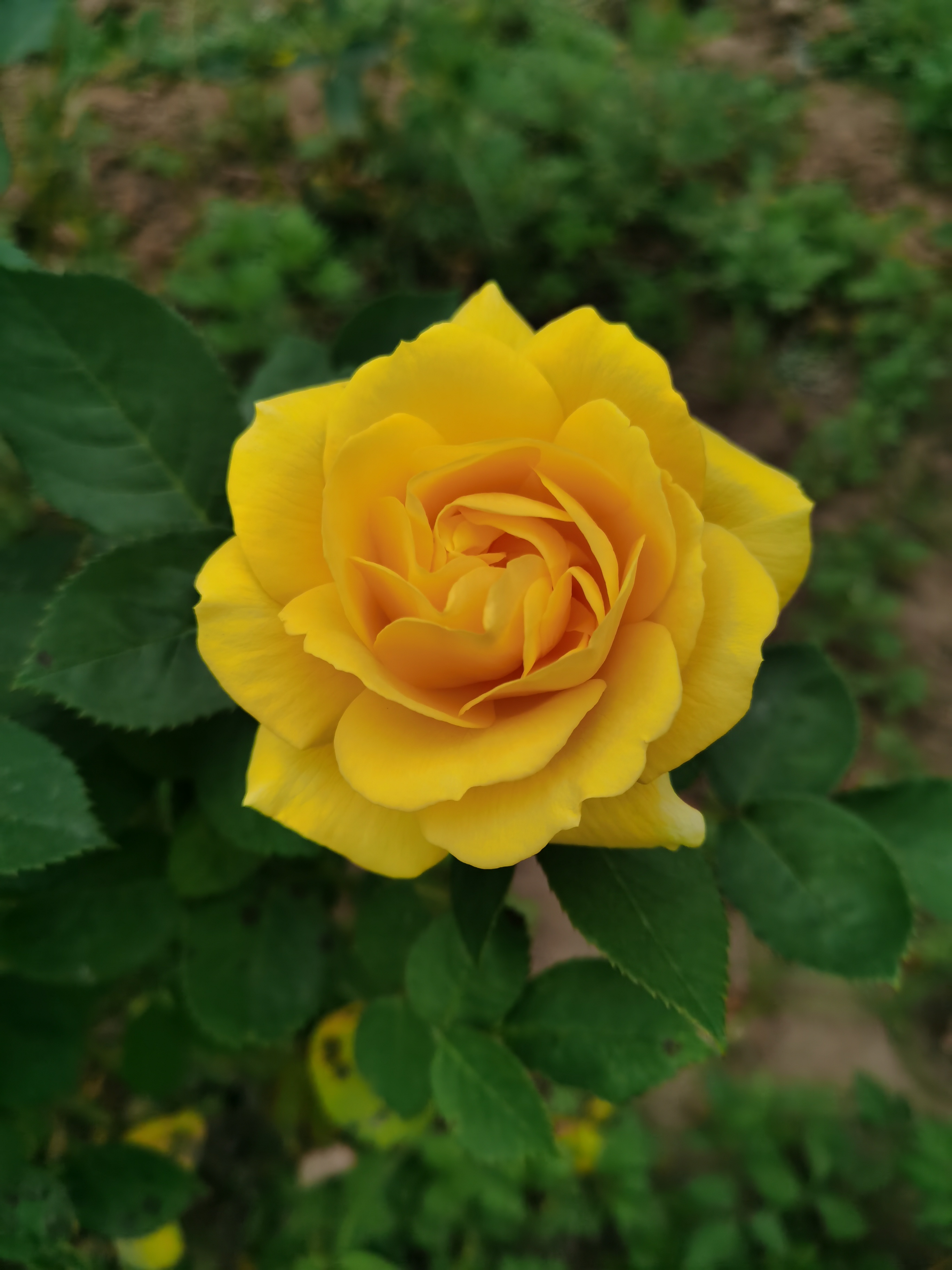 IMG_20210513_064954.jpg
