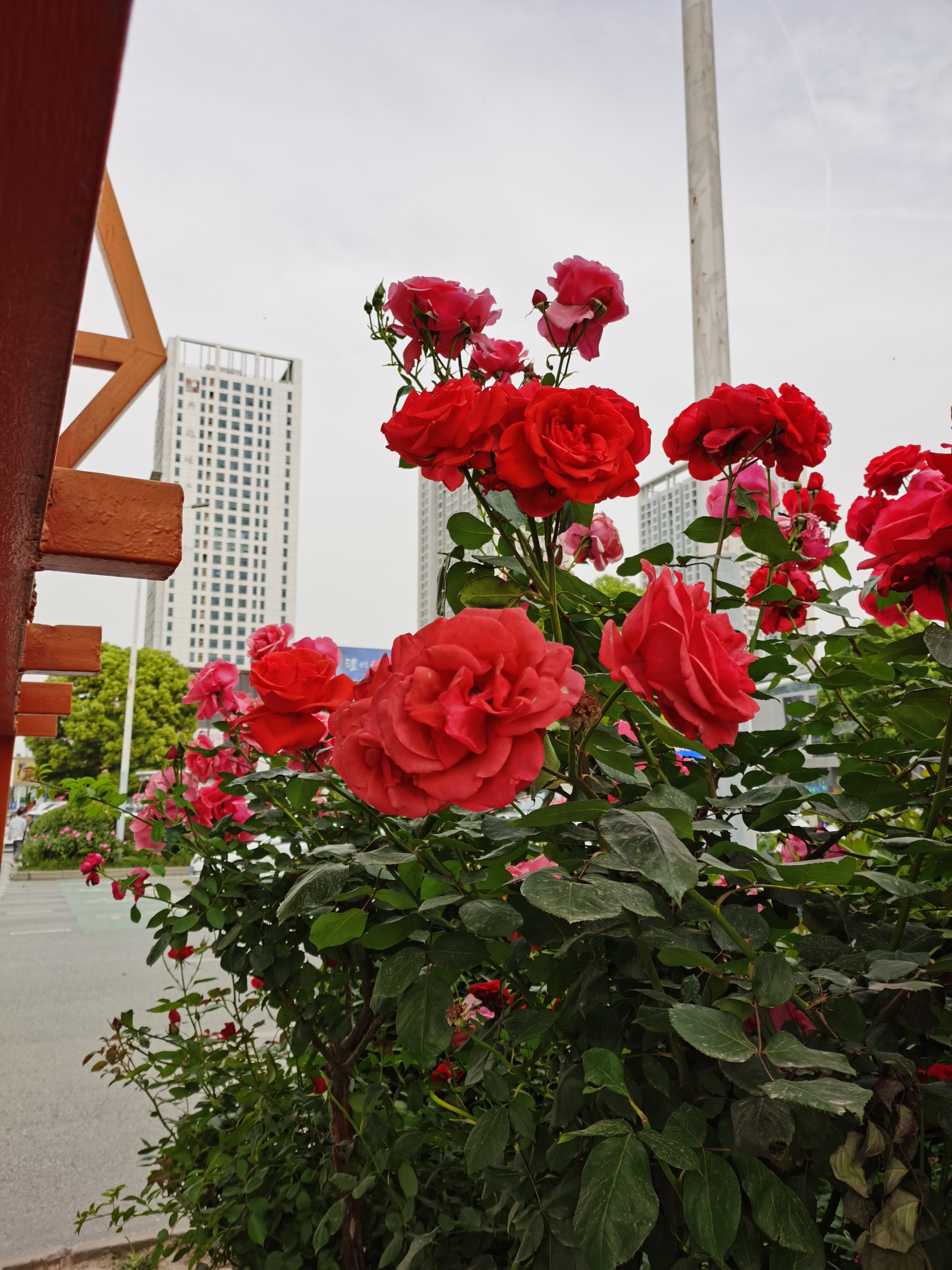IMG_20210504_171419.jpg