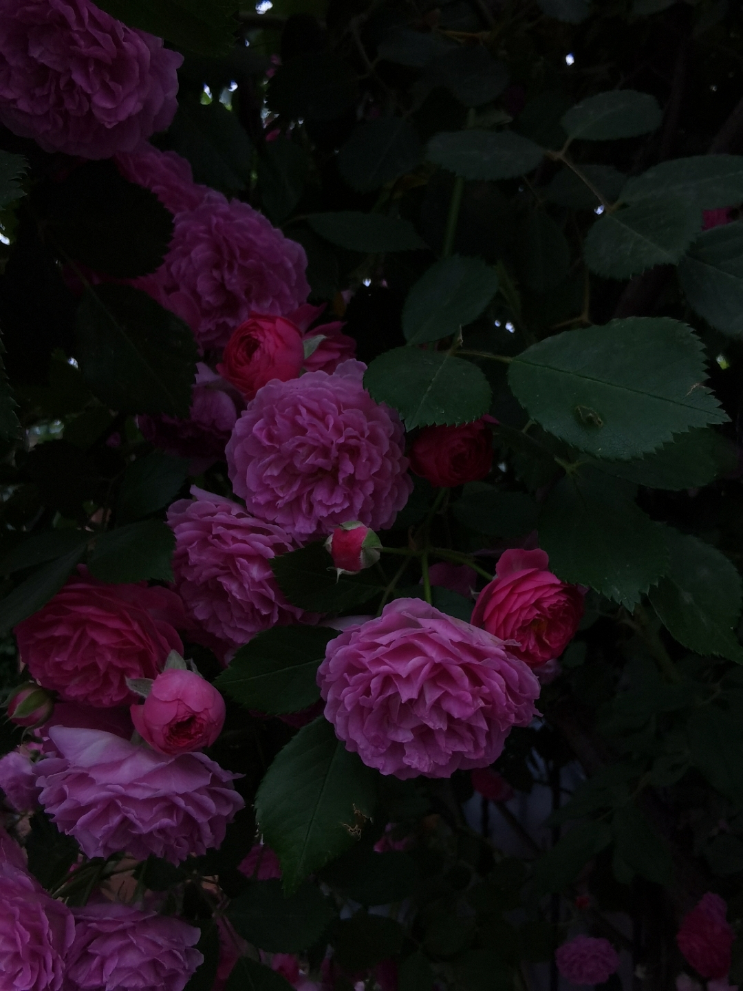 IMG_20210515_073631.jpg