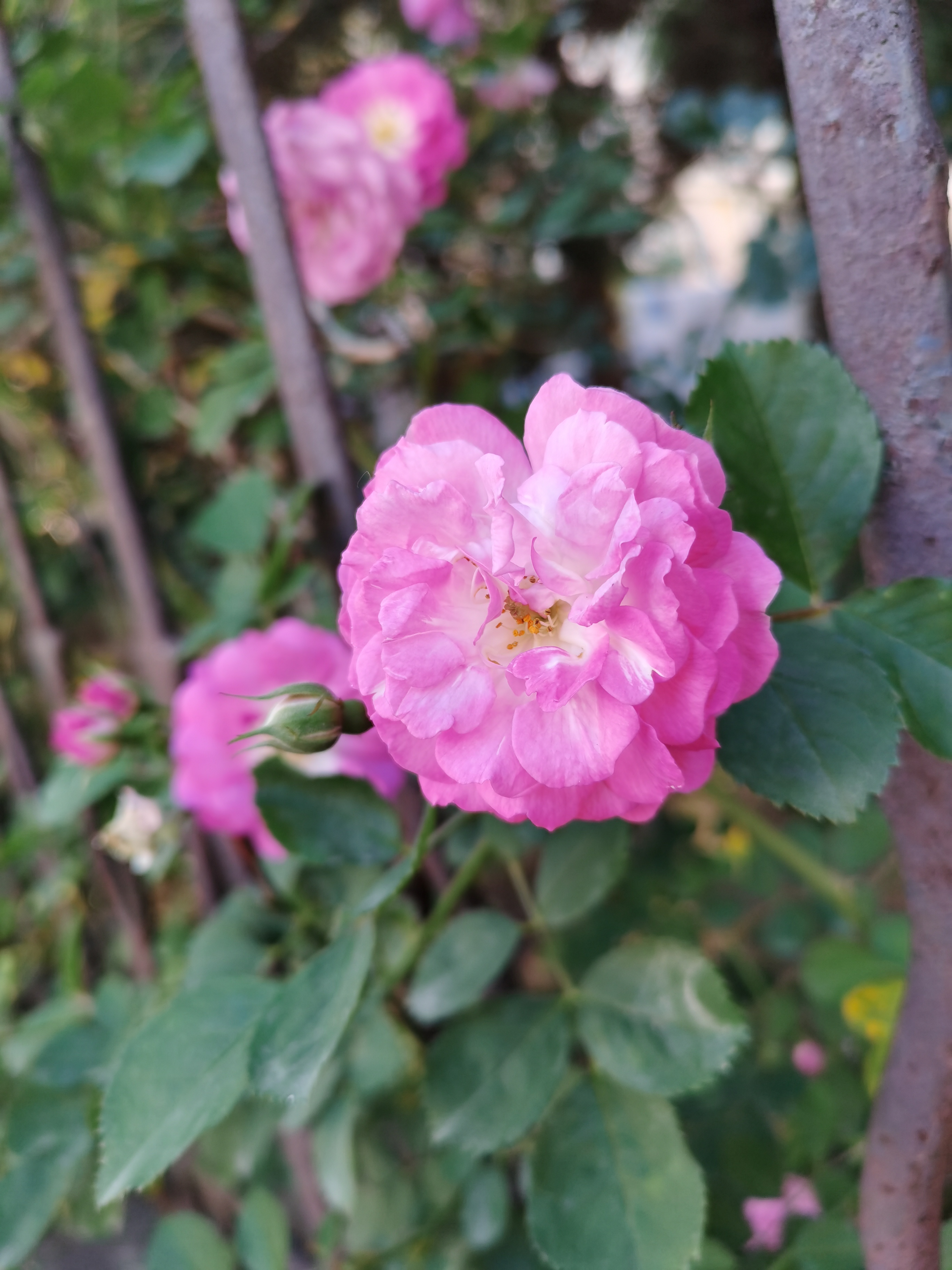 IMG_20210518_155646.jpg