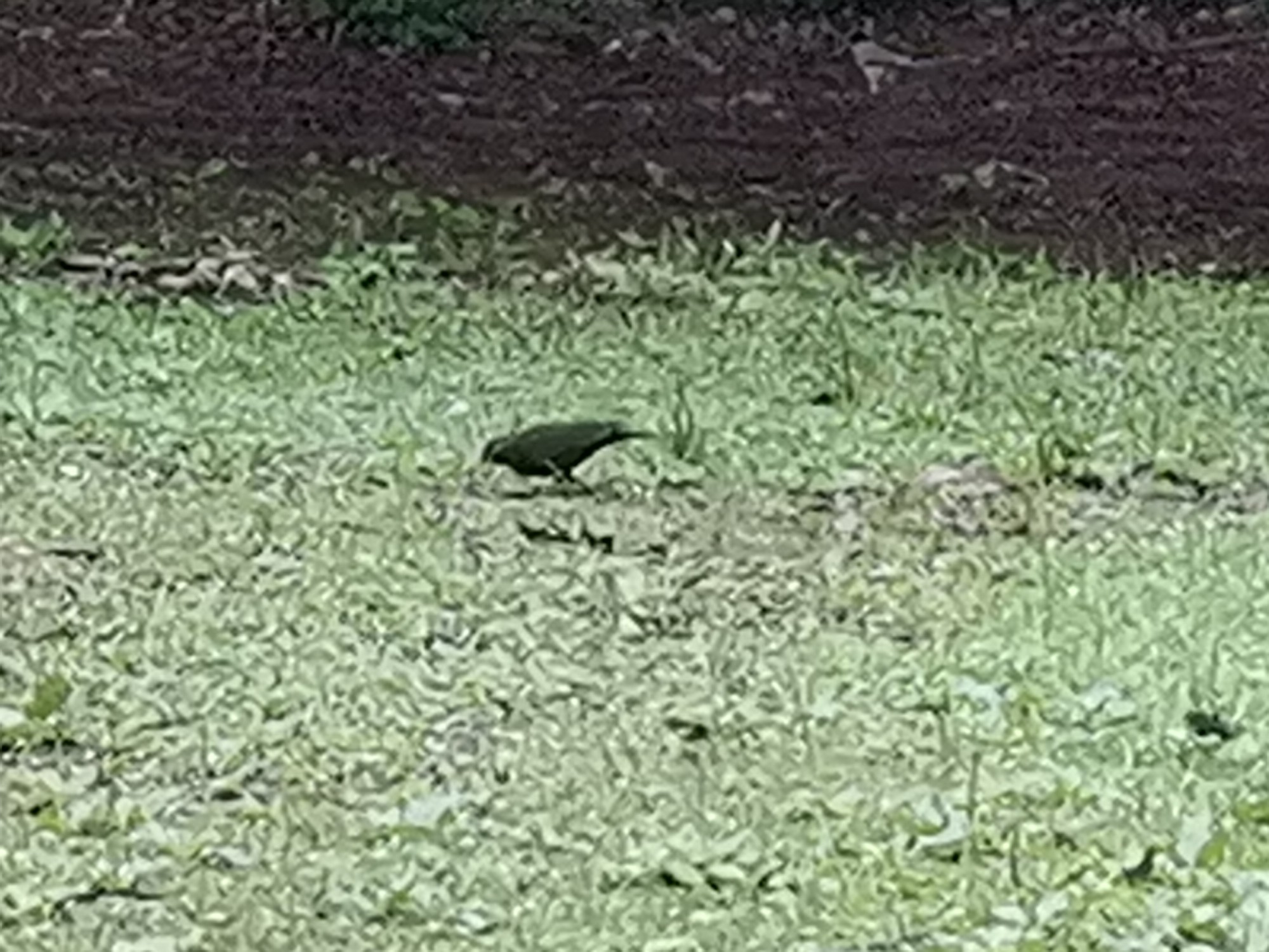 IMG_20210515_175654.jpg