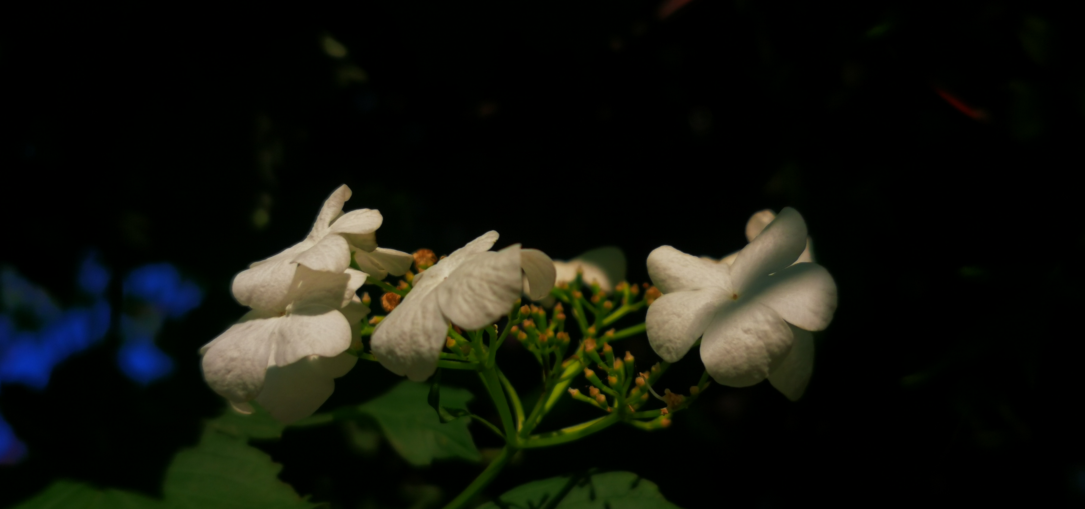 IMG_20210518_174442.jpg