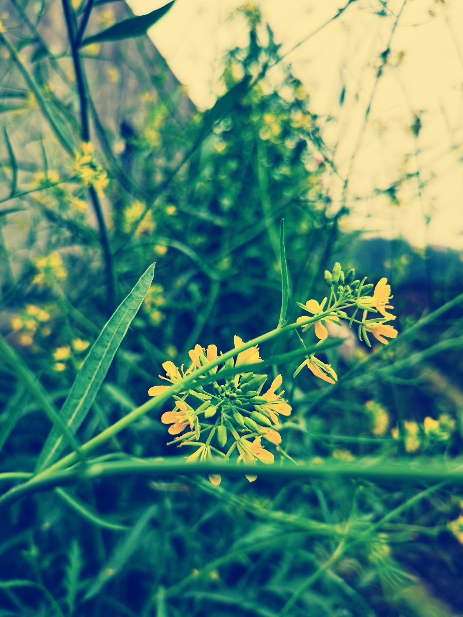 IMG_20210404_143454_edit_155521686783560.jpg