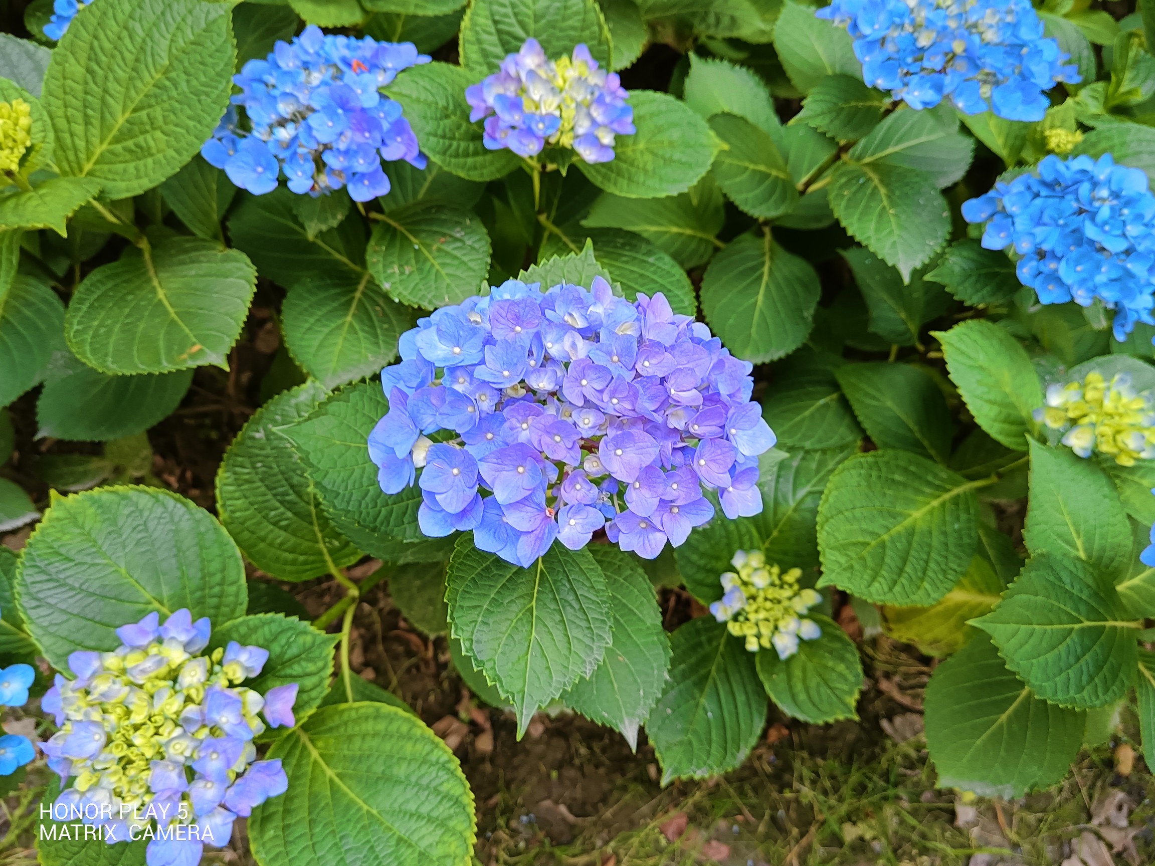 IMG_20210519_164446.jpg