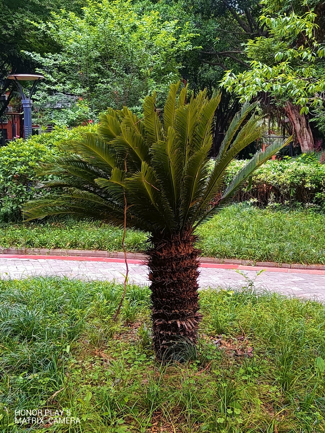 IMG_20210519_163802.jpg