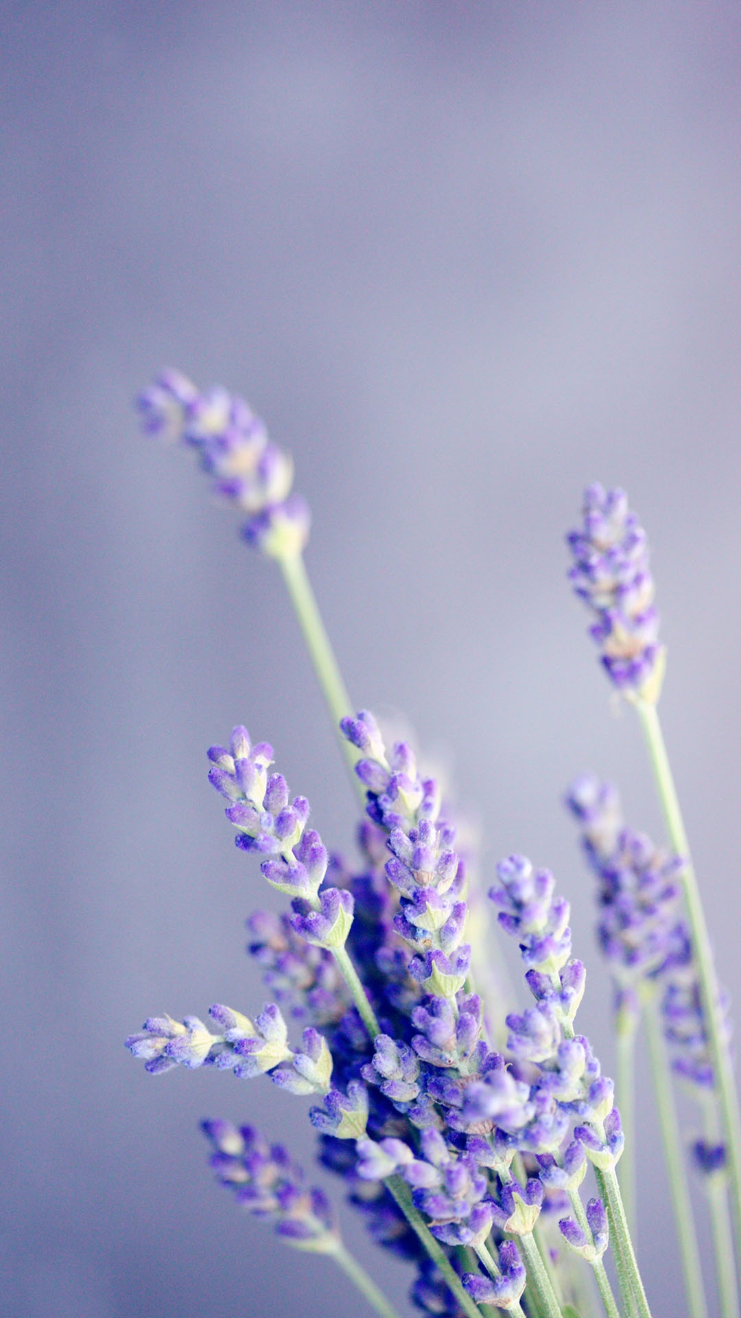 qk_wallpaper_20215171373.jpg