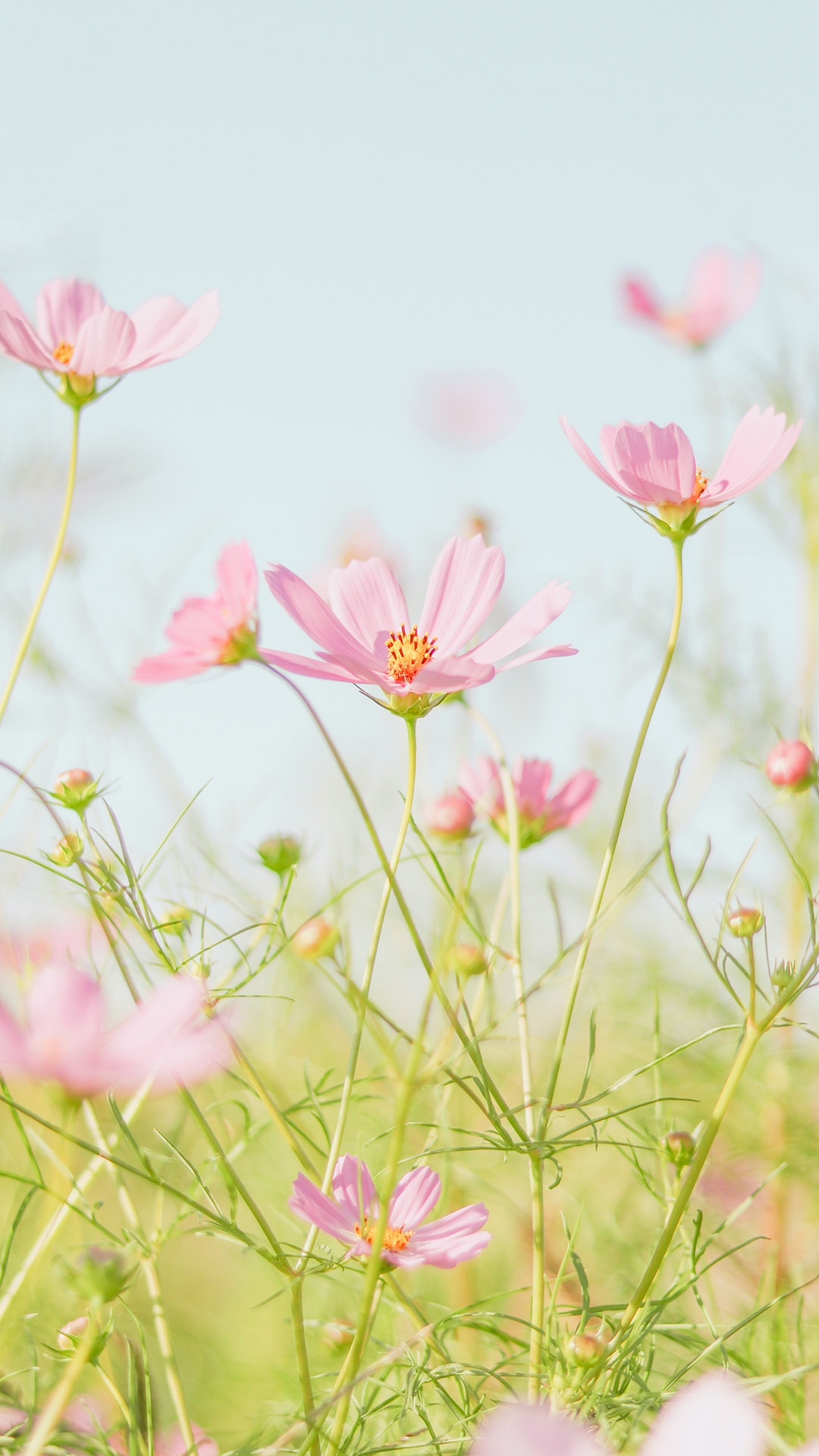 qk_wallpaper_20215171376.jpg