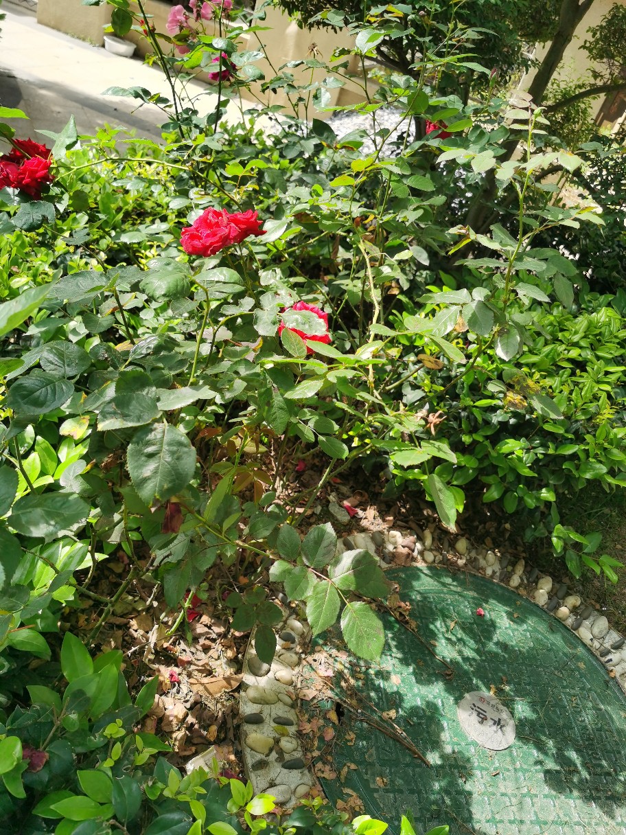 IMG_20210522_095237.jpg