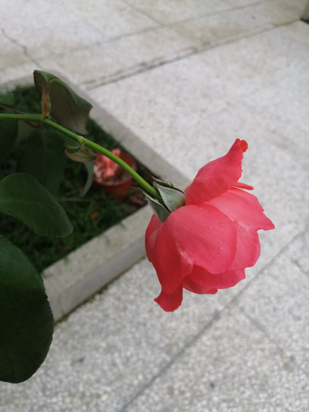 IMG_20210522_150736.jpg