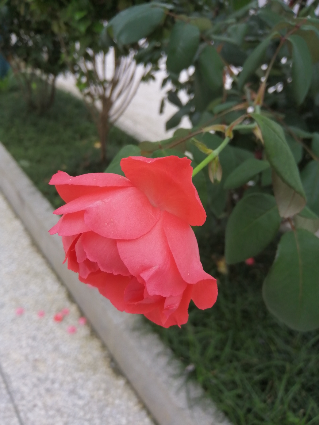 IMG_20210522_150750.jpg