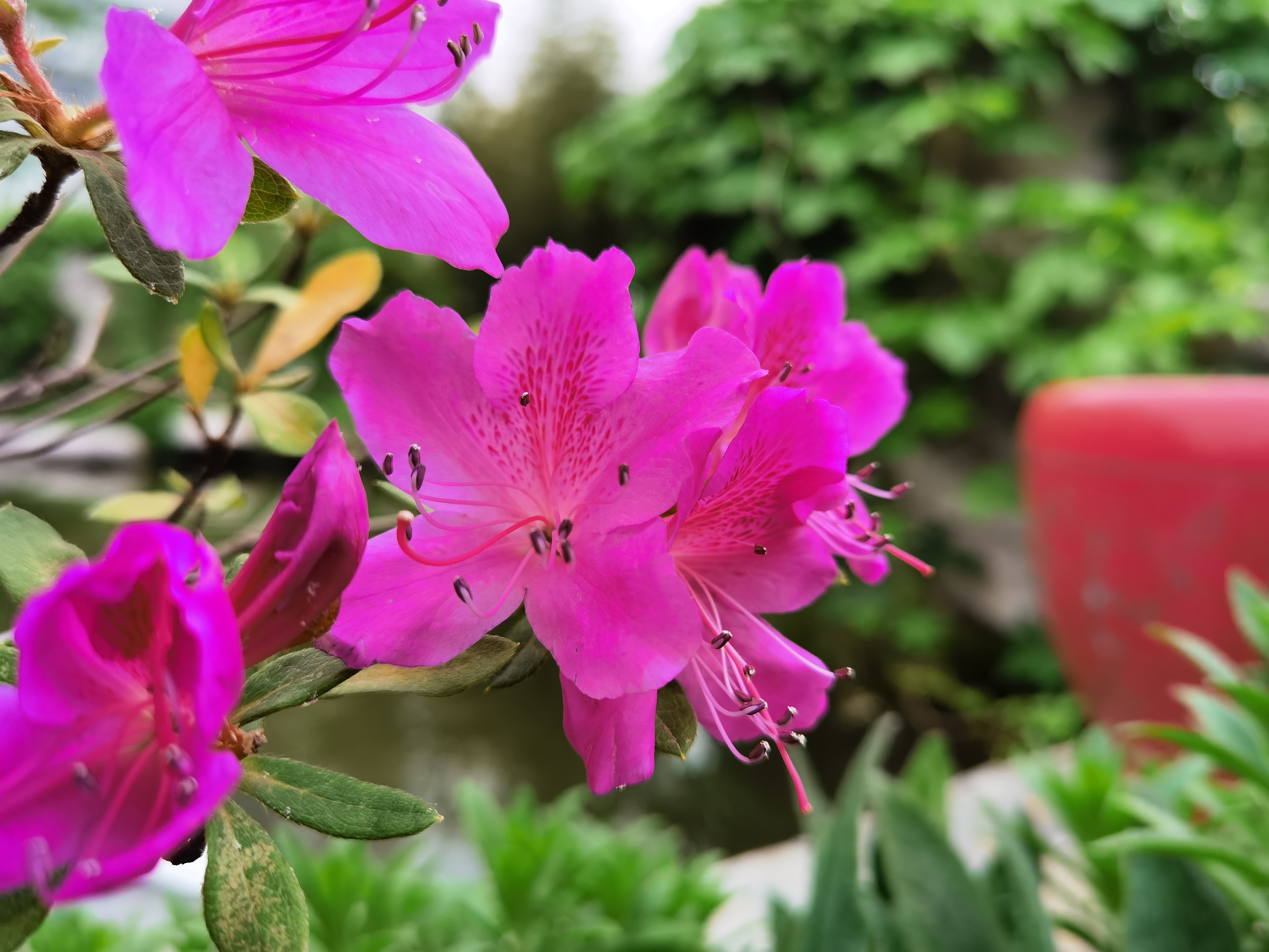 IMG_20210425_075750.jpg