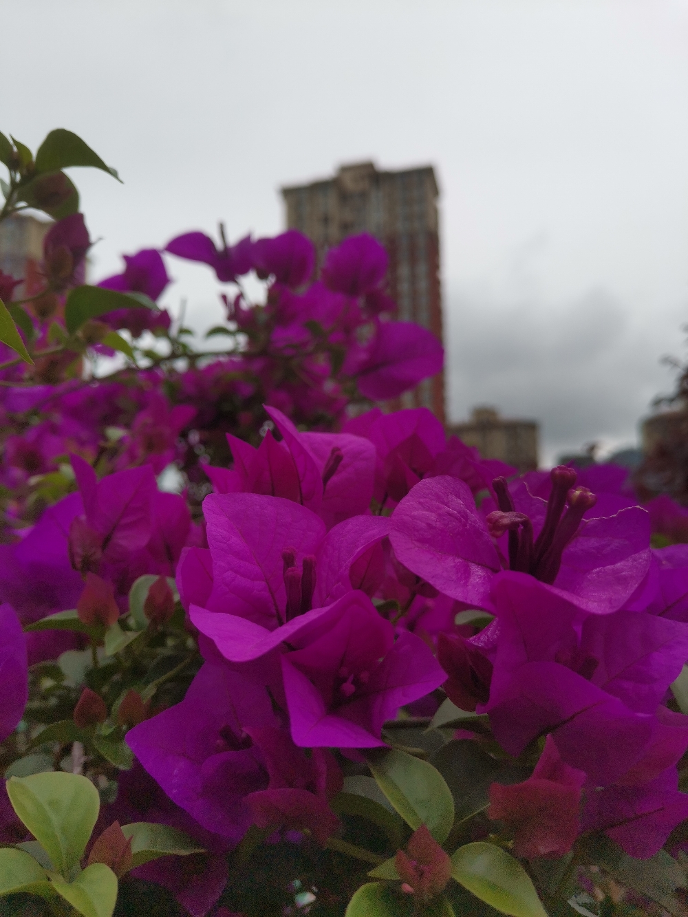 IMG_20210521_120658.jpg