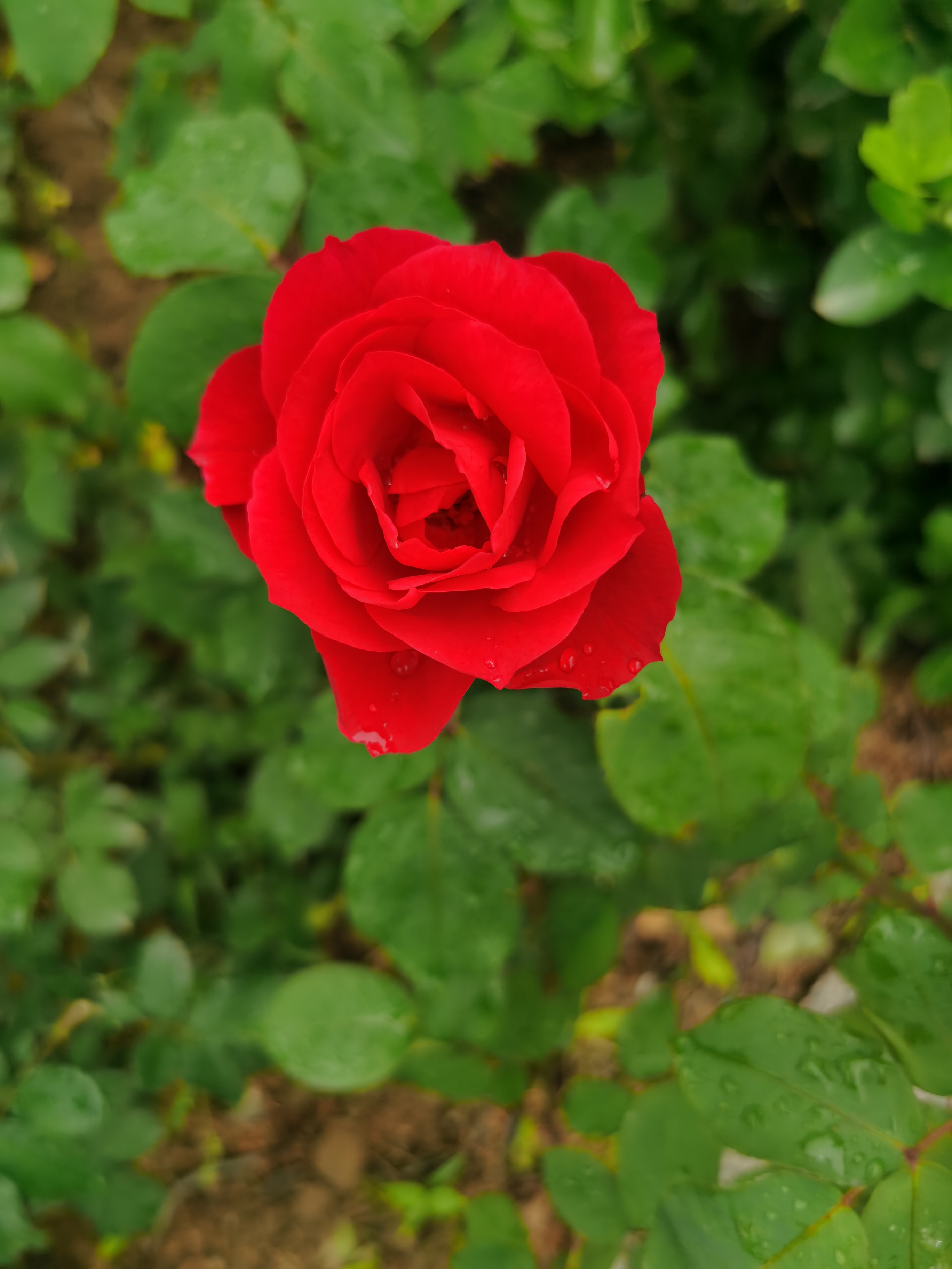 IMG_20210523_124845.jpg