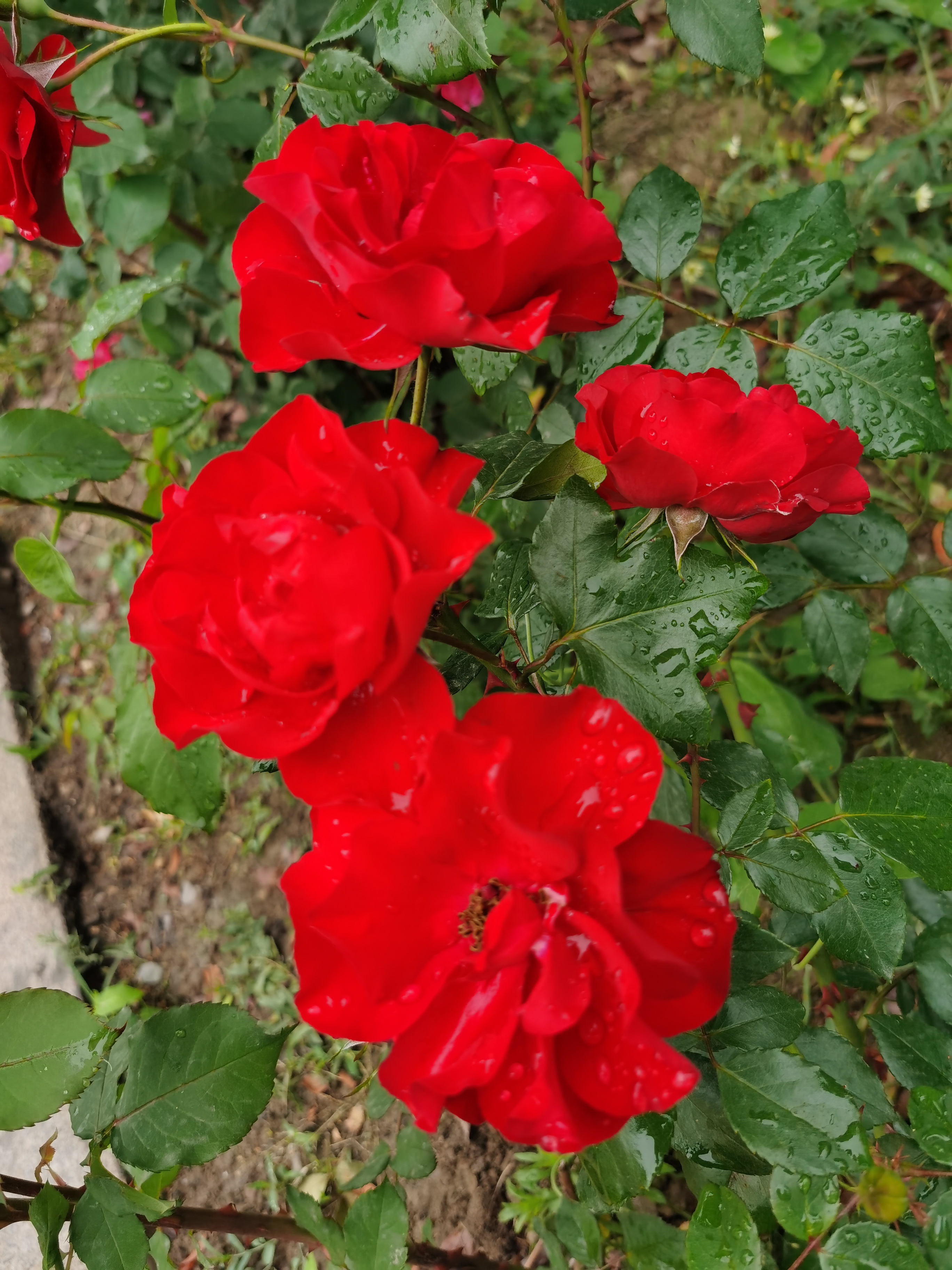 IMG_20210523_124903.jpg