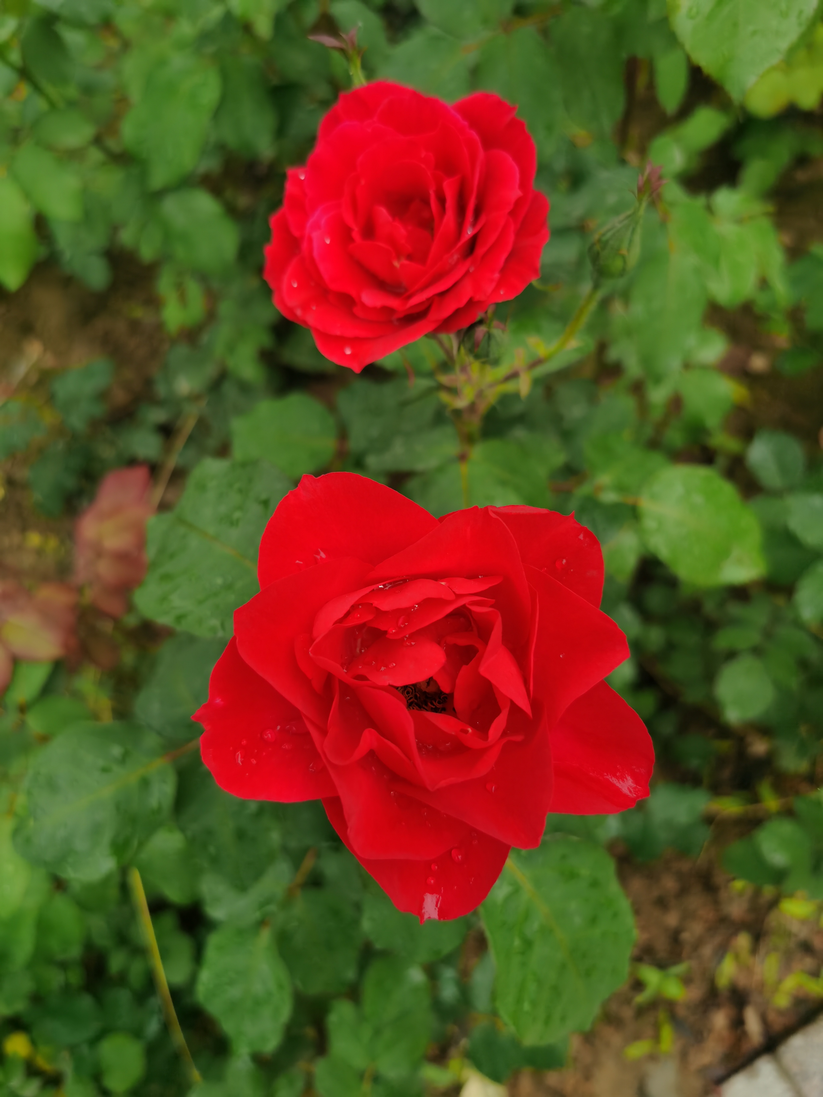 IMG_20210523_124837.jpg